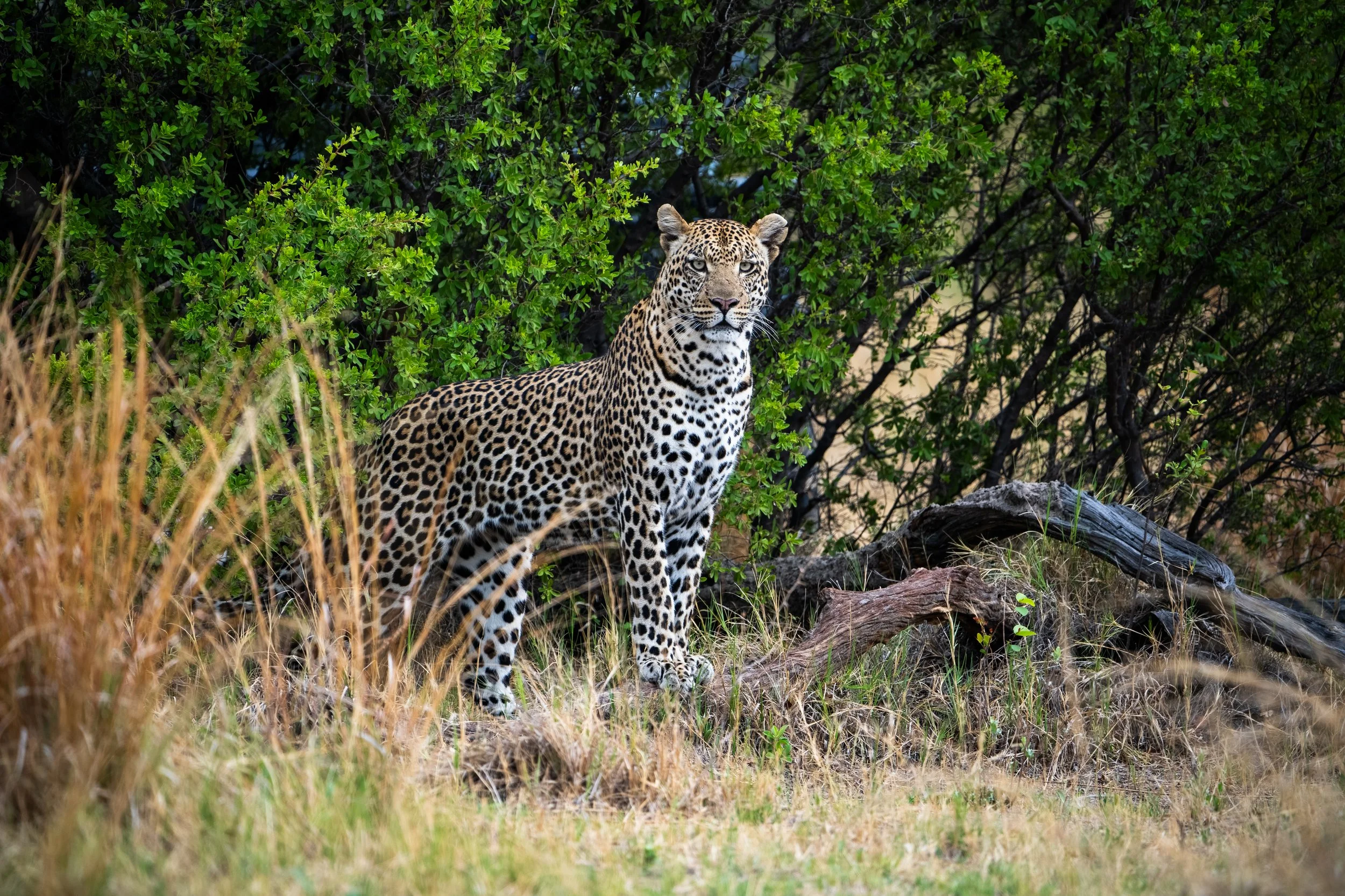 Africa-240.jpg