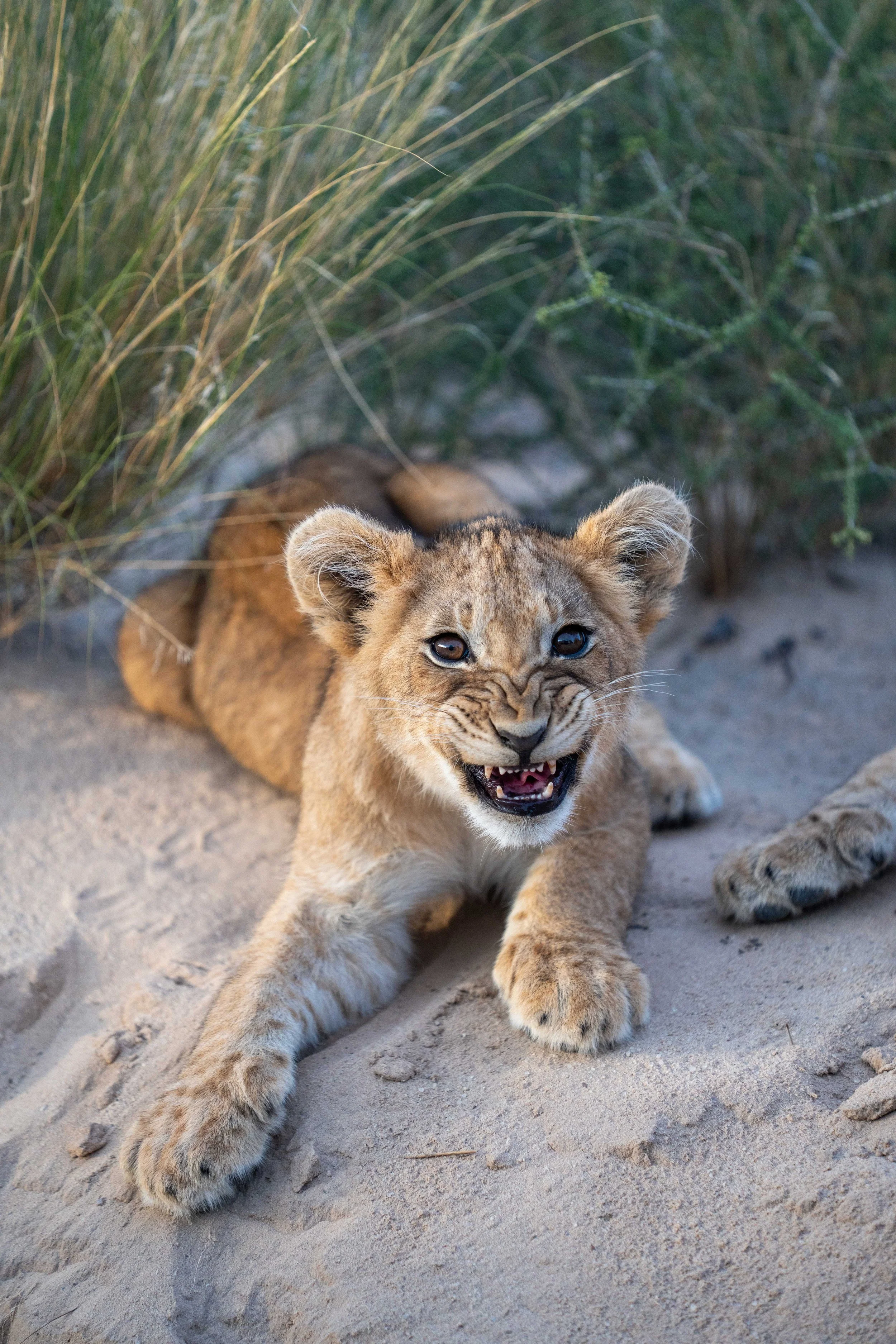 Lion_Face.jpg
