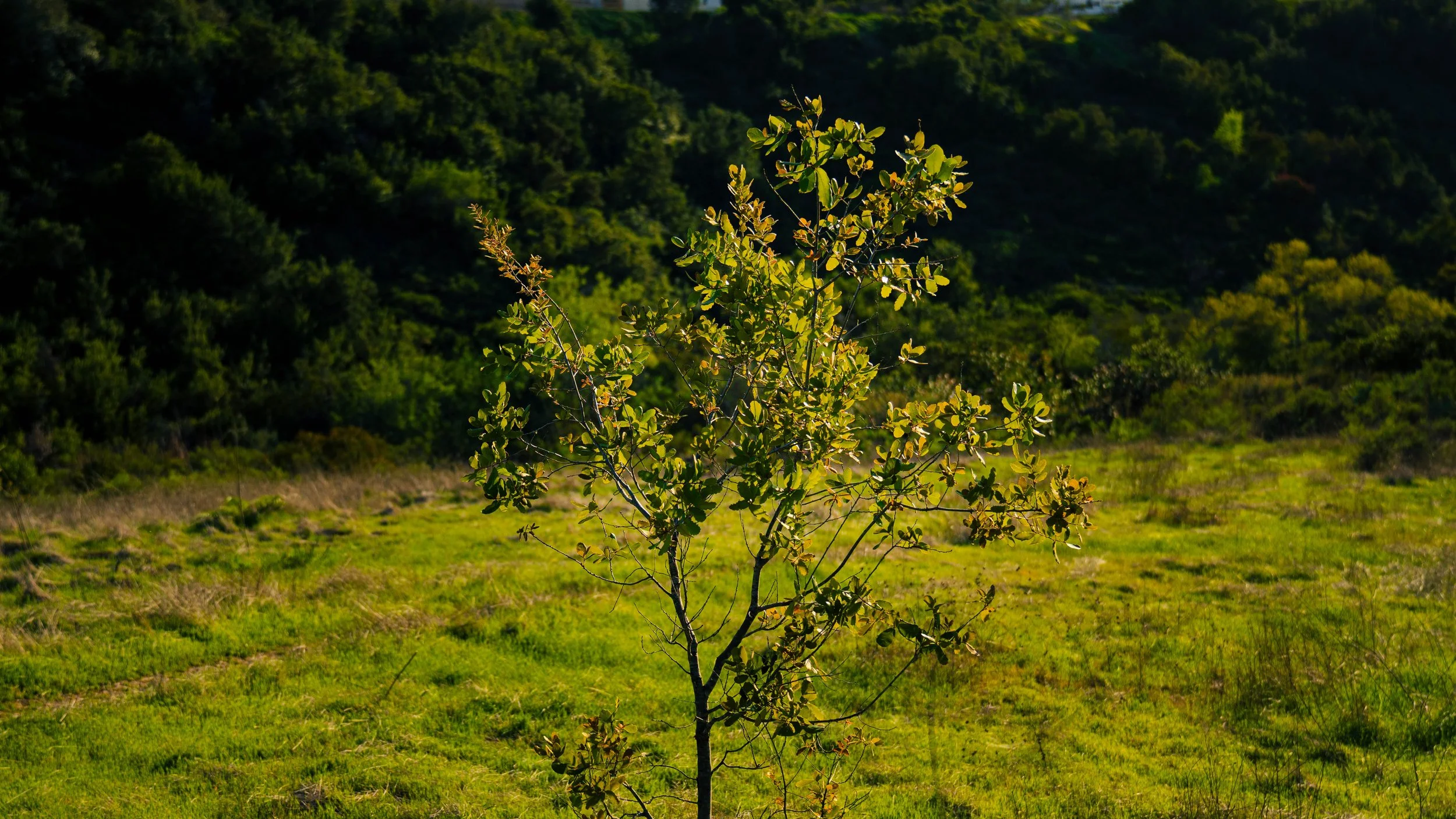 A small tree with green leaves in an open grassy field, with a dense forest in the background.