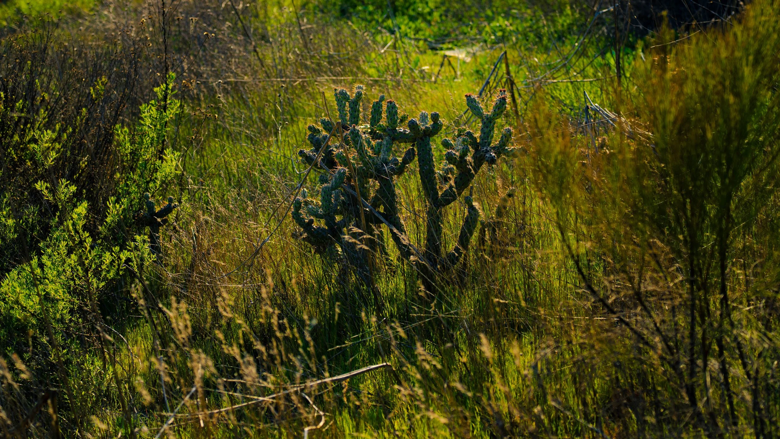 A desert landscape with a cluster of cacti and various low-lying plants and grasses, bathed in warm sunlight.