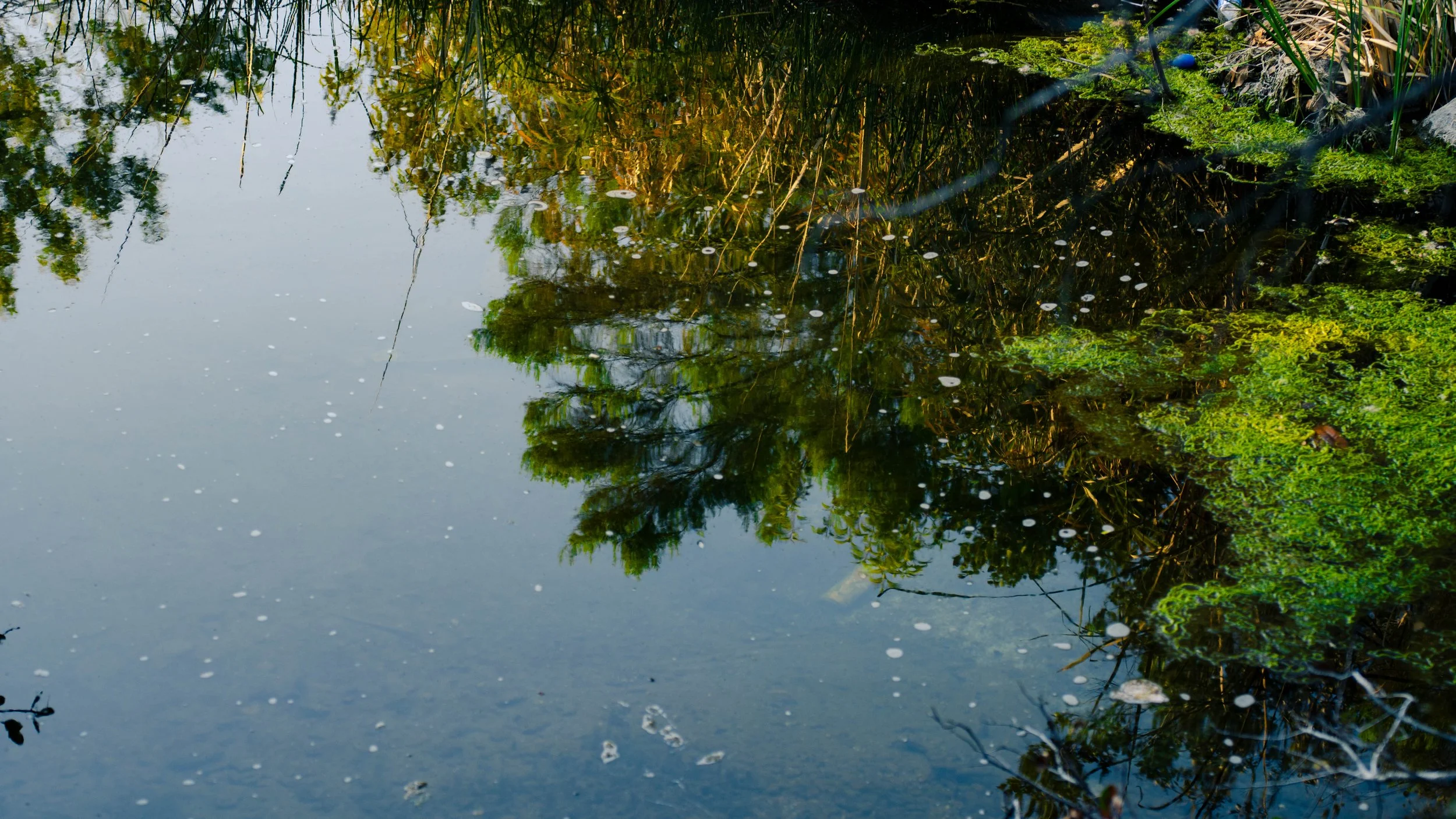 Still water reflecting trees and plants with green moss and algae on the water's surface.
