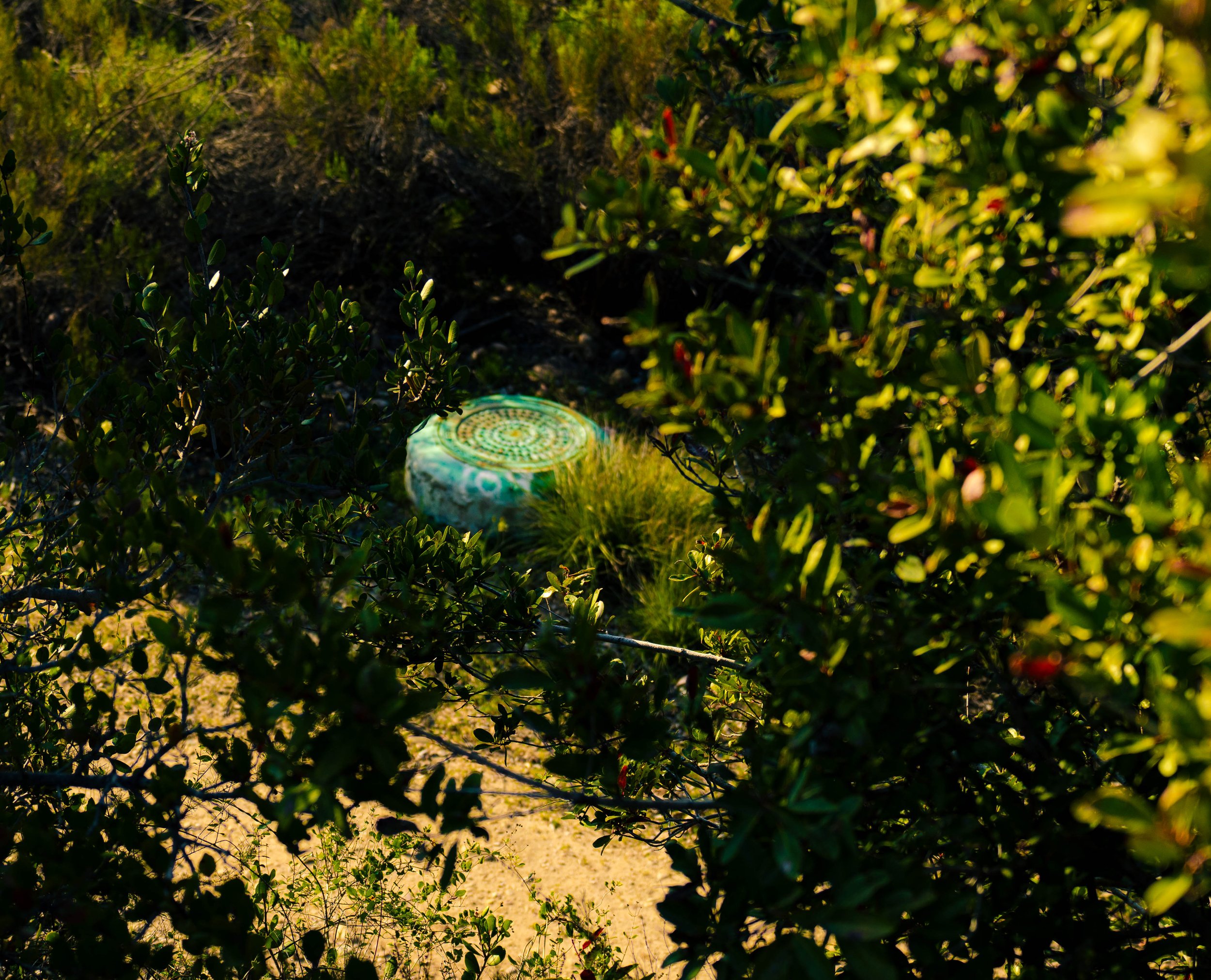 View of lush green shrubs and bushes with a colorful decorative ceramic plate partially visible on the ground in the garden.
