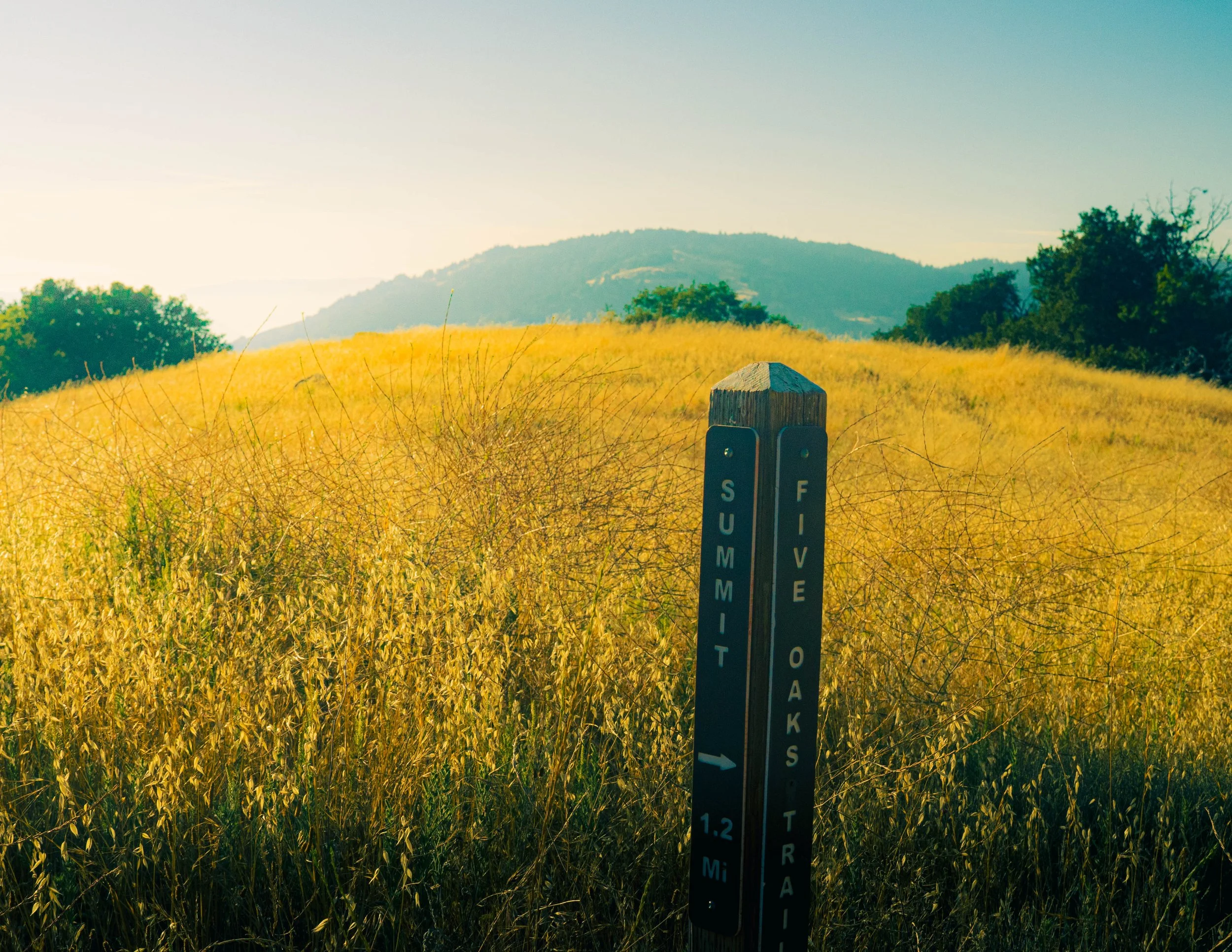 A landscape with tall yellow grass, a small mountain in the distance, green bushes, and a light blue sky. In the foreground, there is a black signpost with white text that reads "SUMMIT," "SURVEY," "VIEW," "STACK," and "MIRA" with arrows pointing to 