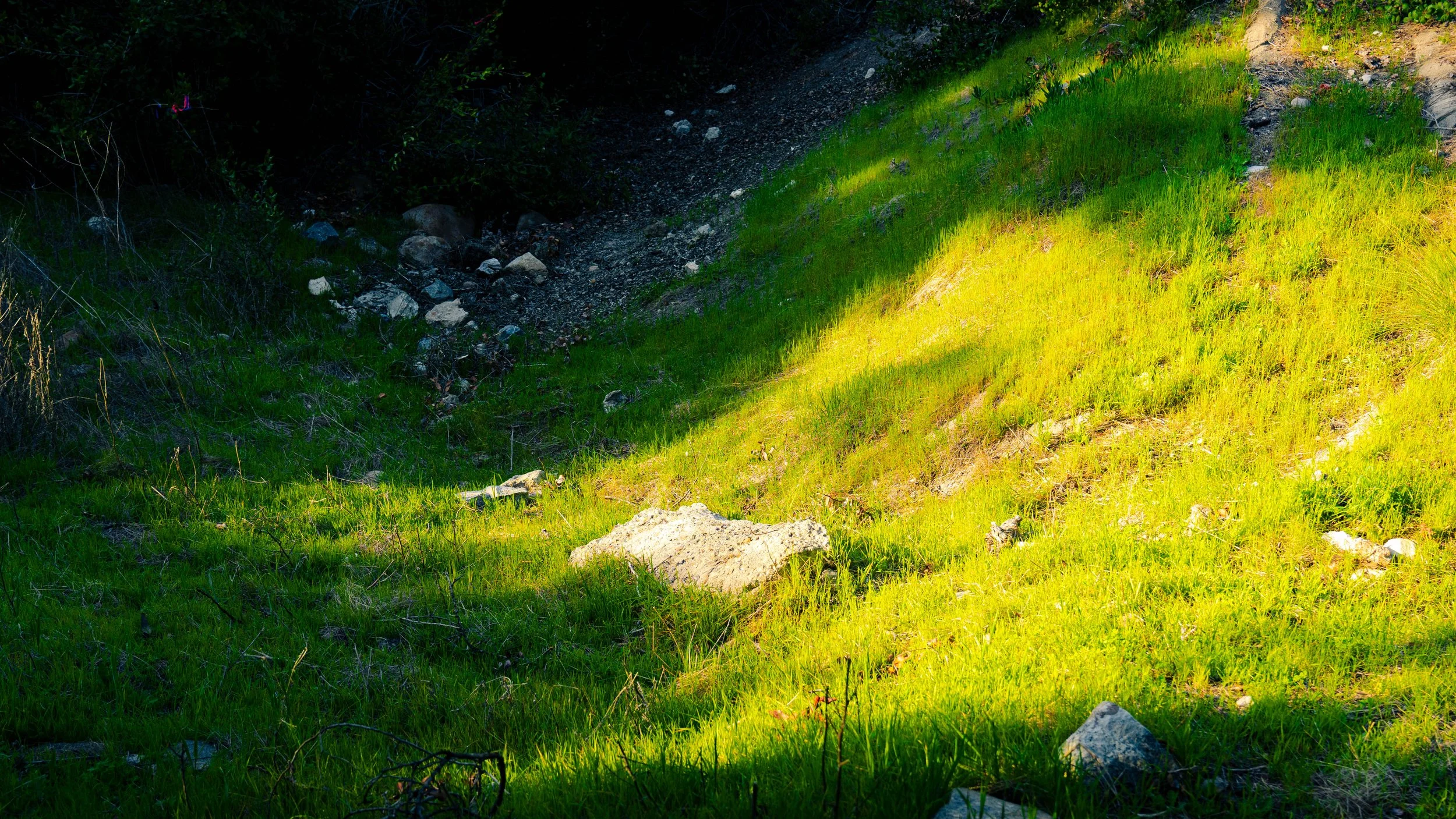 Sunlit grassy hillside with rocks and a narrow dirt trail.