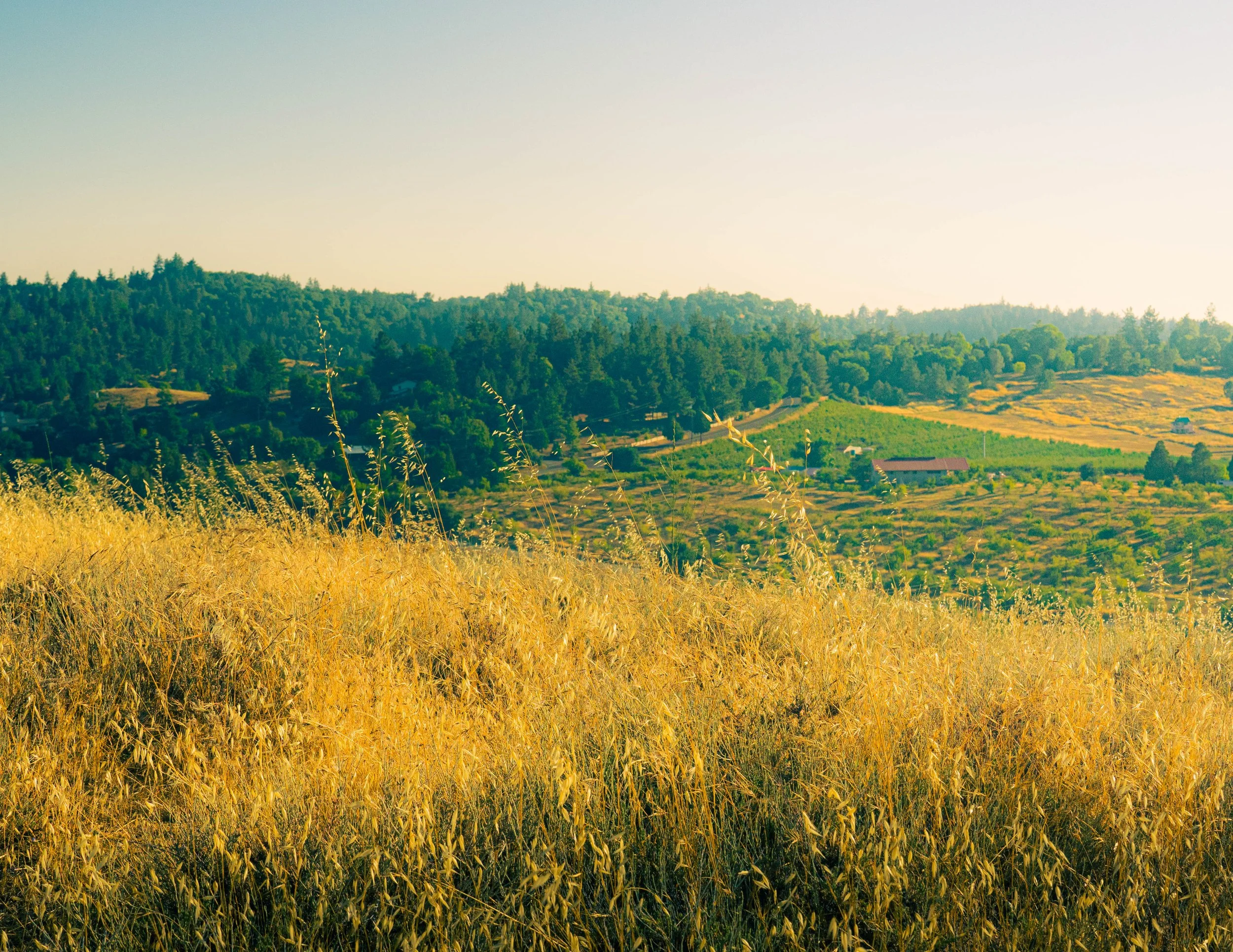 Golden wheat fields with a green forested hillside and a clear sky in the background.