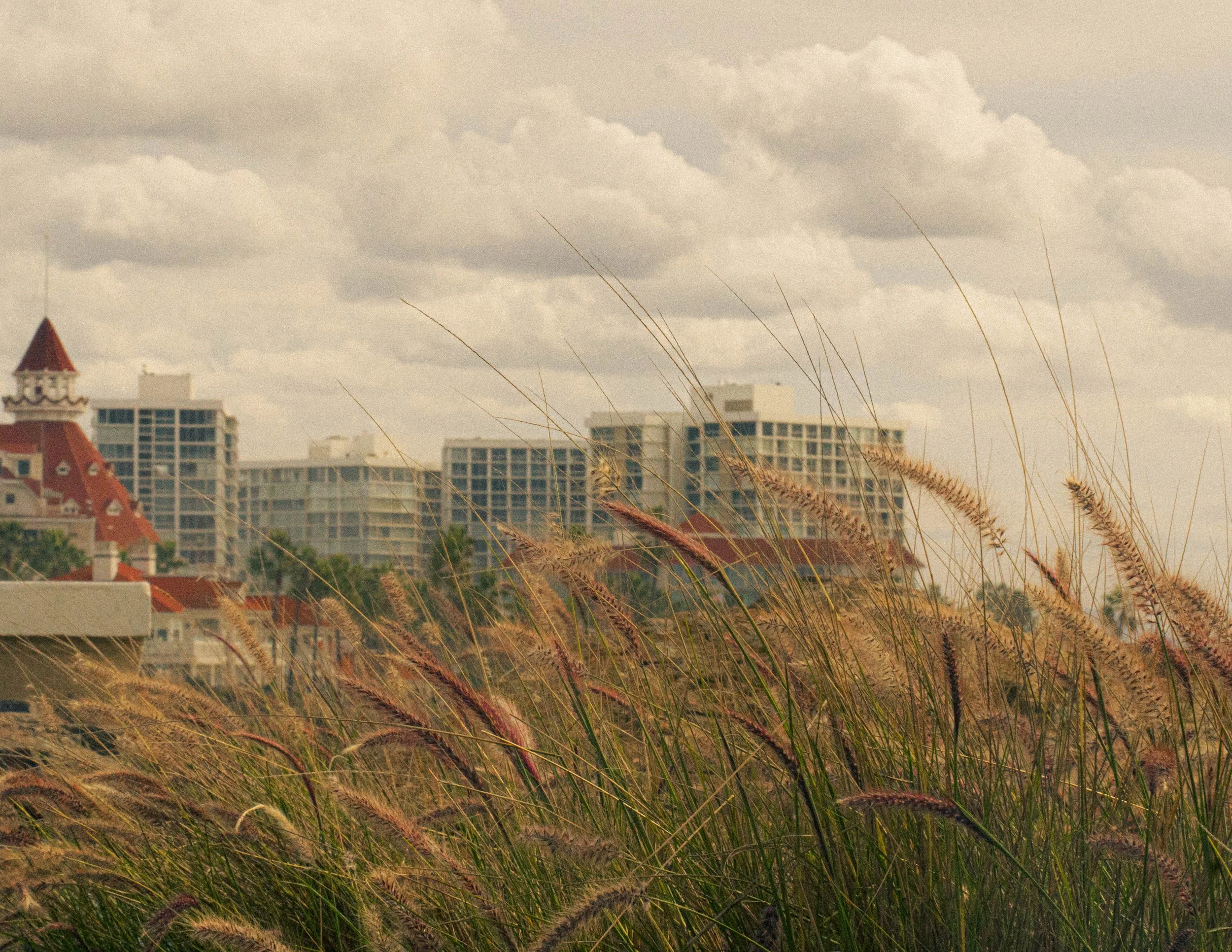 Overgrown cityscape with tall buildings in the background and dry grasses in the foreground under a cloudy sky.