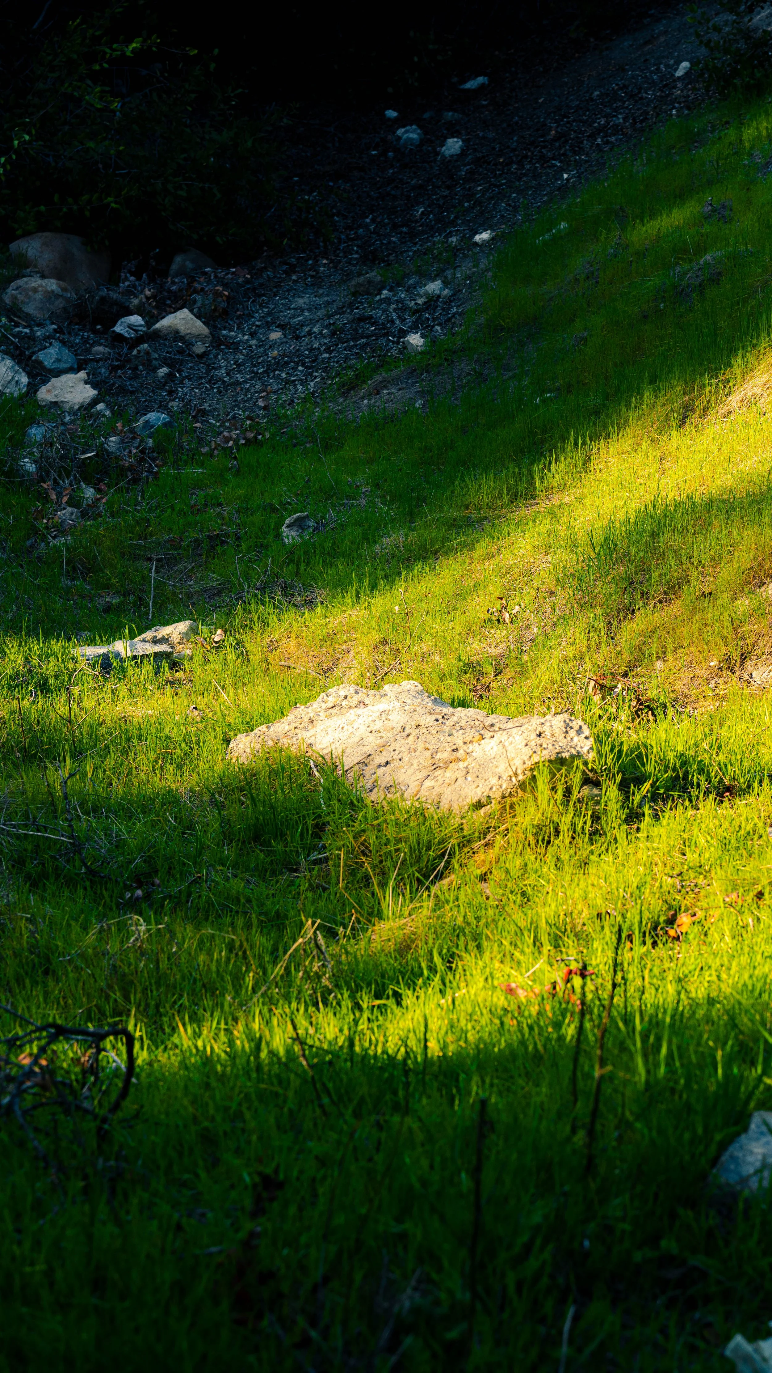A lush green grassy area with rocks and a dirt trail or depression running through it, partially shaded by nearby vegetation.