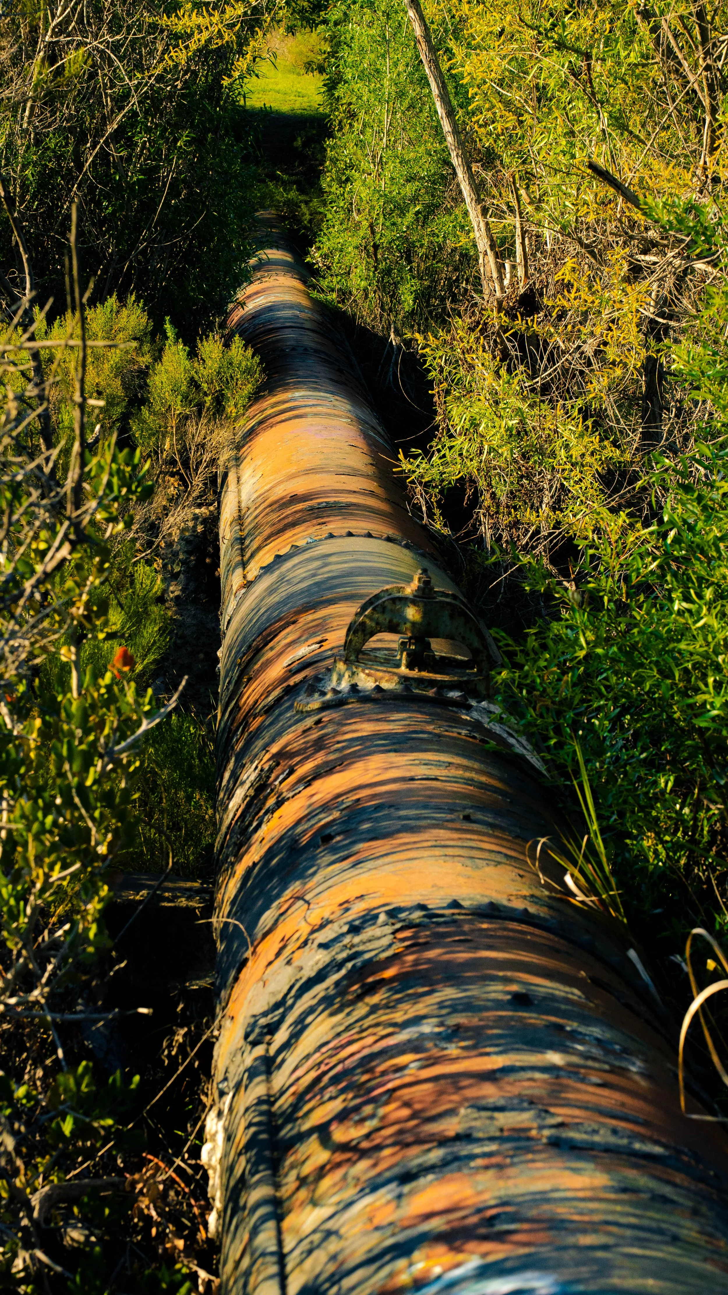 A large cylindrical pipe runs through a narrow corridor surrounded by dense green bushes and trees, with sunlight casting shadows on the pipe.