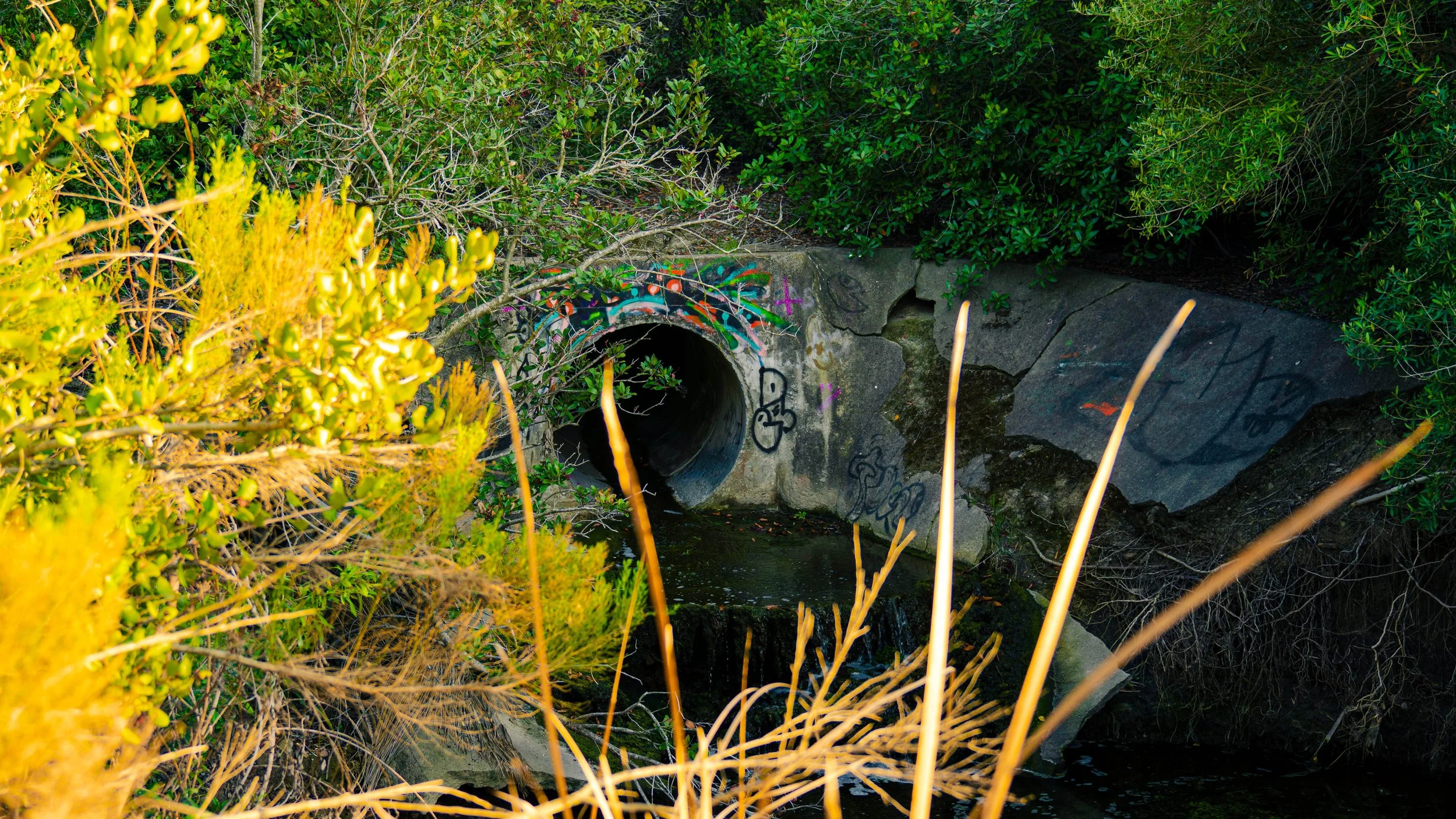 A small drain pipe emerging from a concrete channel surrounded by green bushes, with graffiti on the concrete. The scene is near a small water feature with some tall dry grass in the foreground.