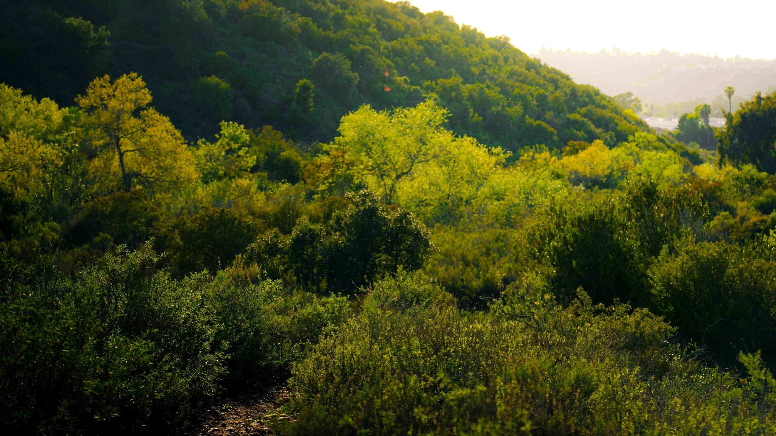 Green hillside with dense trees, bright sunlight illuminating the scene, and a small path in the foreground.
