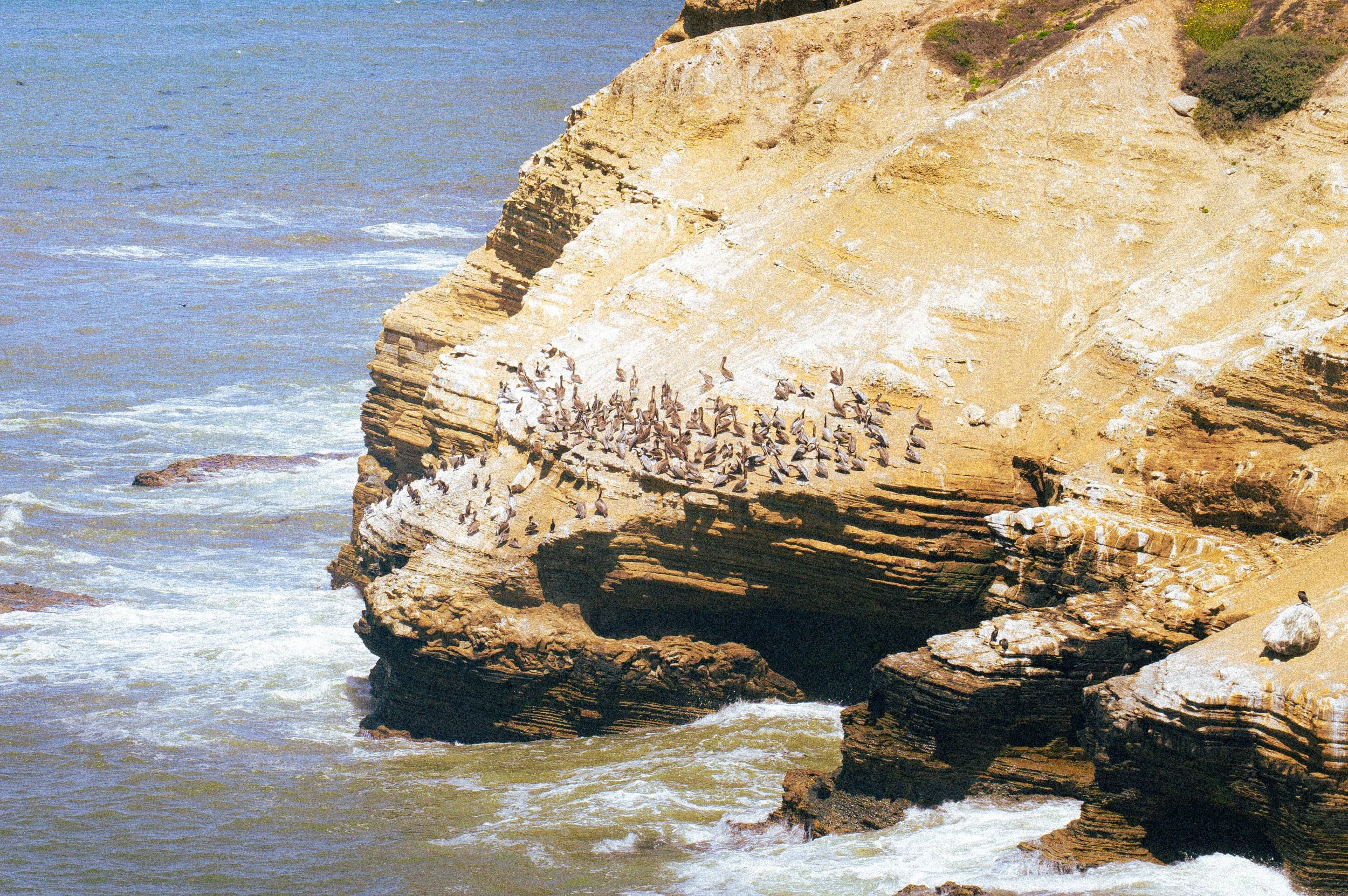 Cliffs with many birds congregating on the rocks near the shoreline, with waves crashing below.