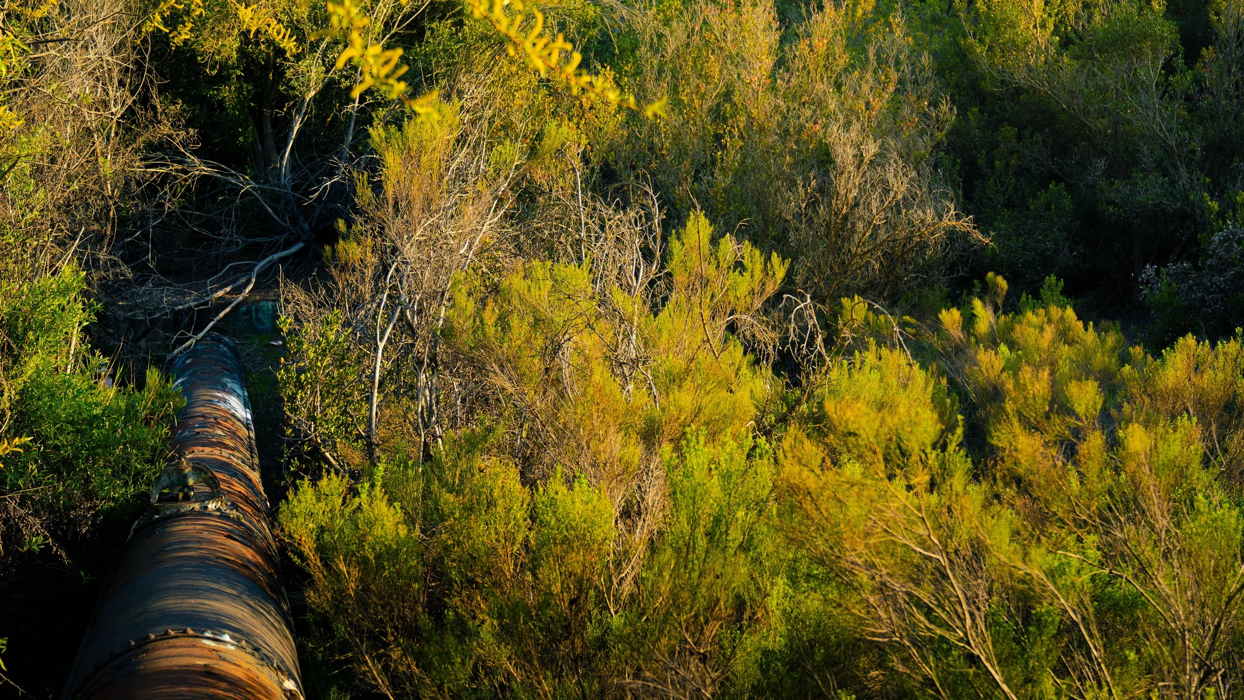 A large pipe running through a dense green forest with sunlight illuminating the foliage.