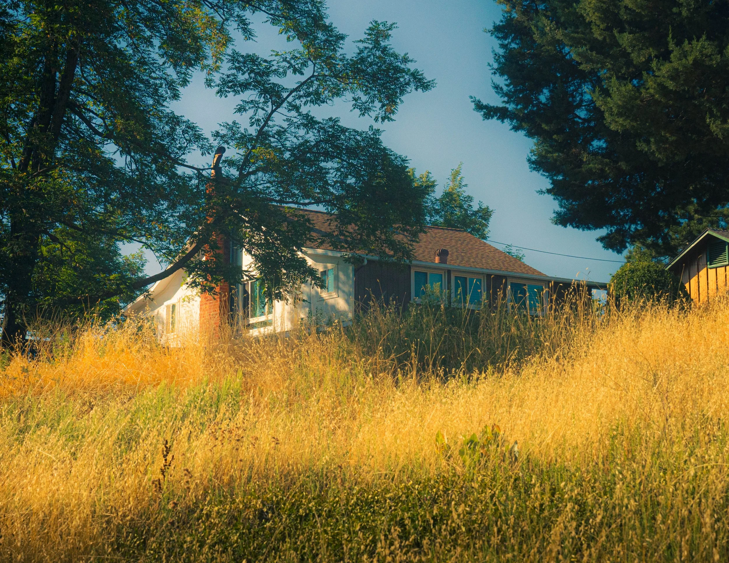 A house with a brown roof partially visible behind tall grass and trees with green leaves, under a clear blue sky.