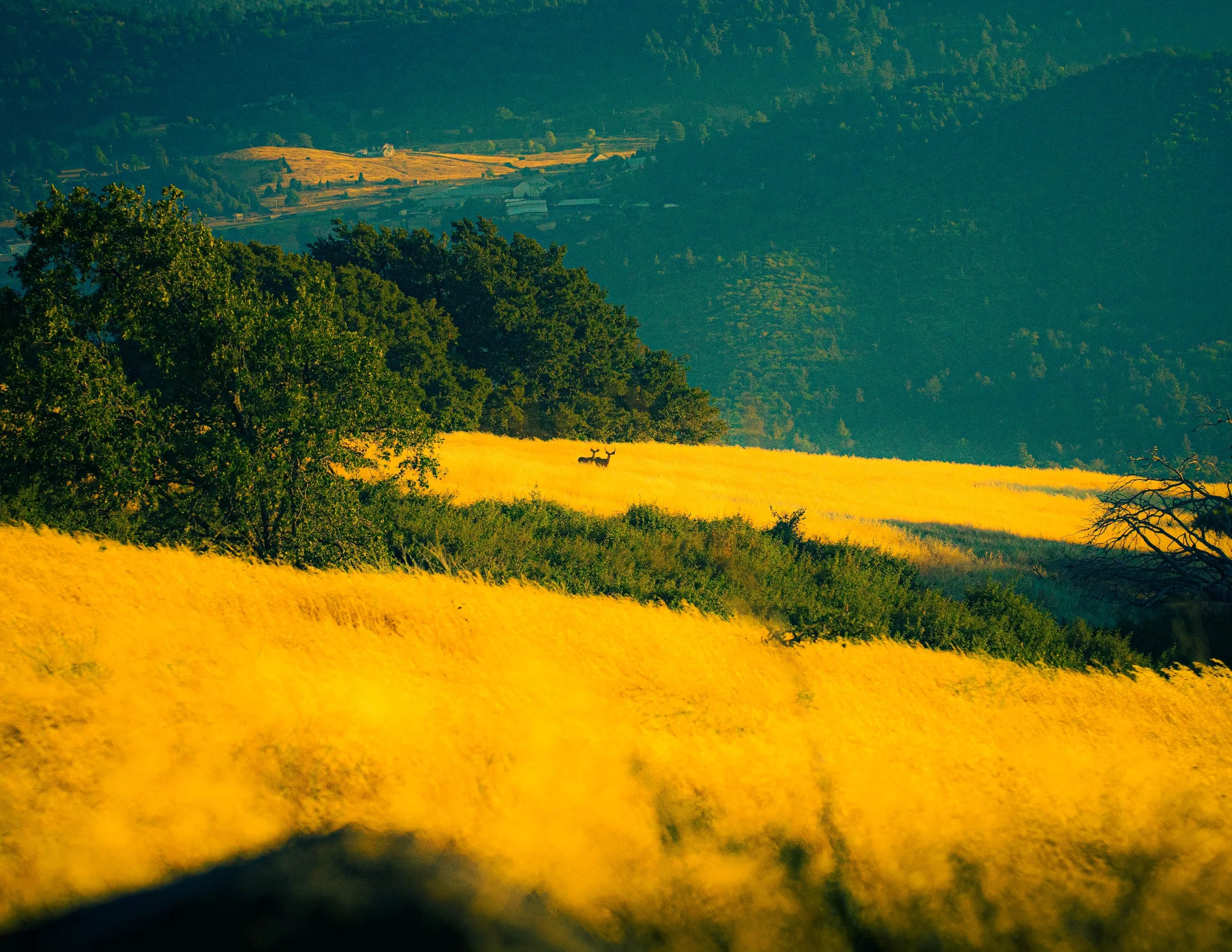 A landscape of rolling hills with a mix of green and yellow fields, trees, and distant mountains during daylight.
