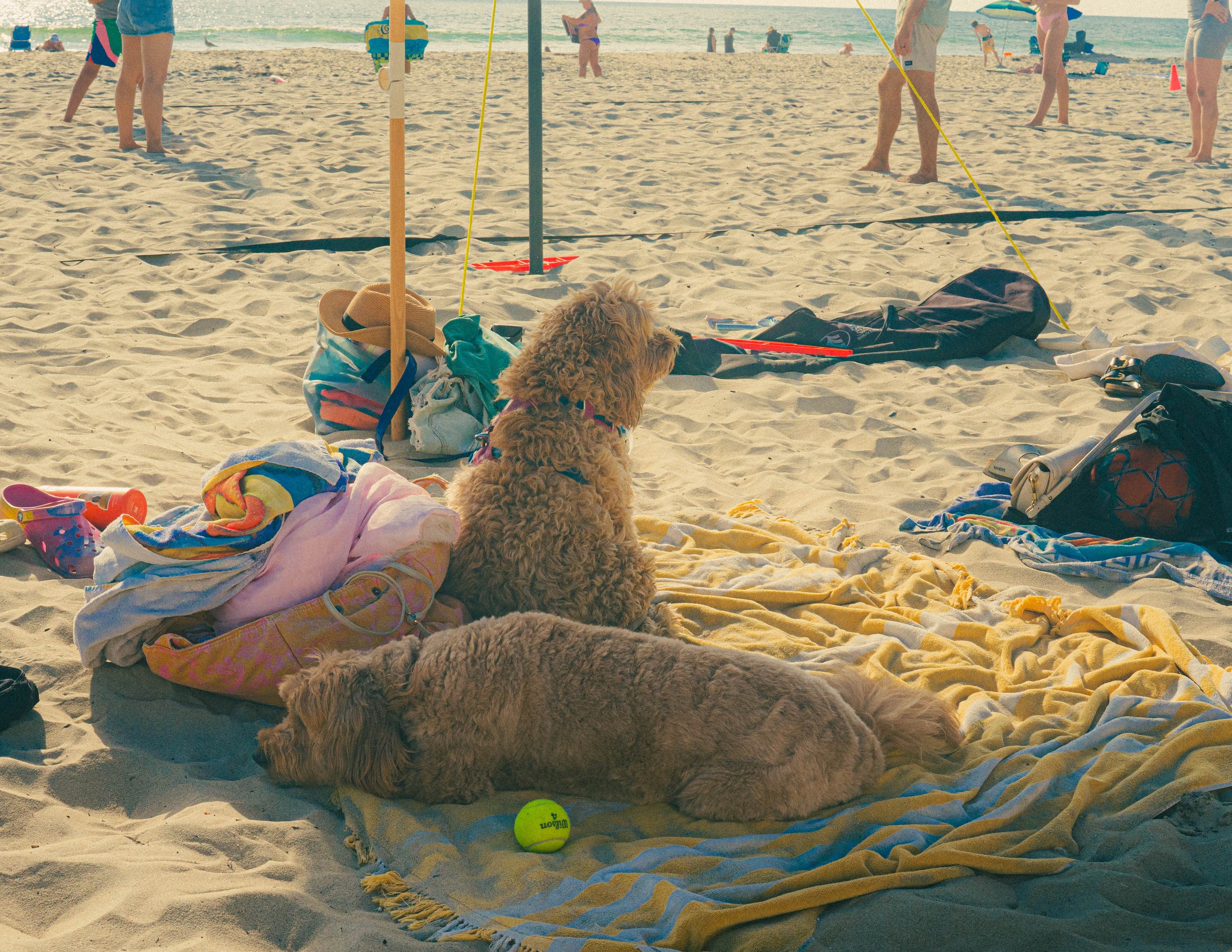 A dog sitting on a yellow towel at the beach, with beach gear and belongings around, and people in swimsuits in the background near the ocean.