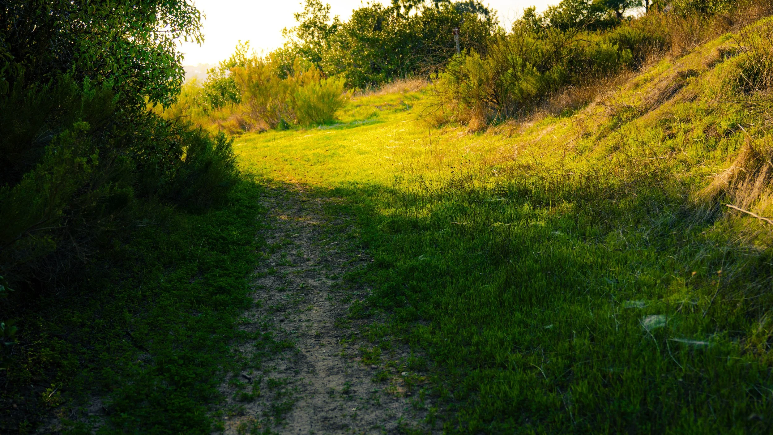 A dirt trail surrounded by green grass and bushes, leading into a sunlit area with trees and a hilly landscape.
