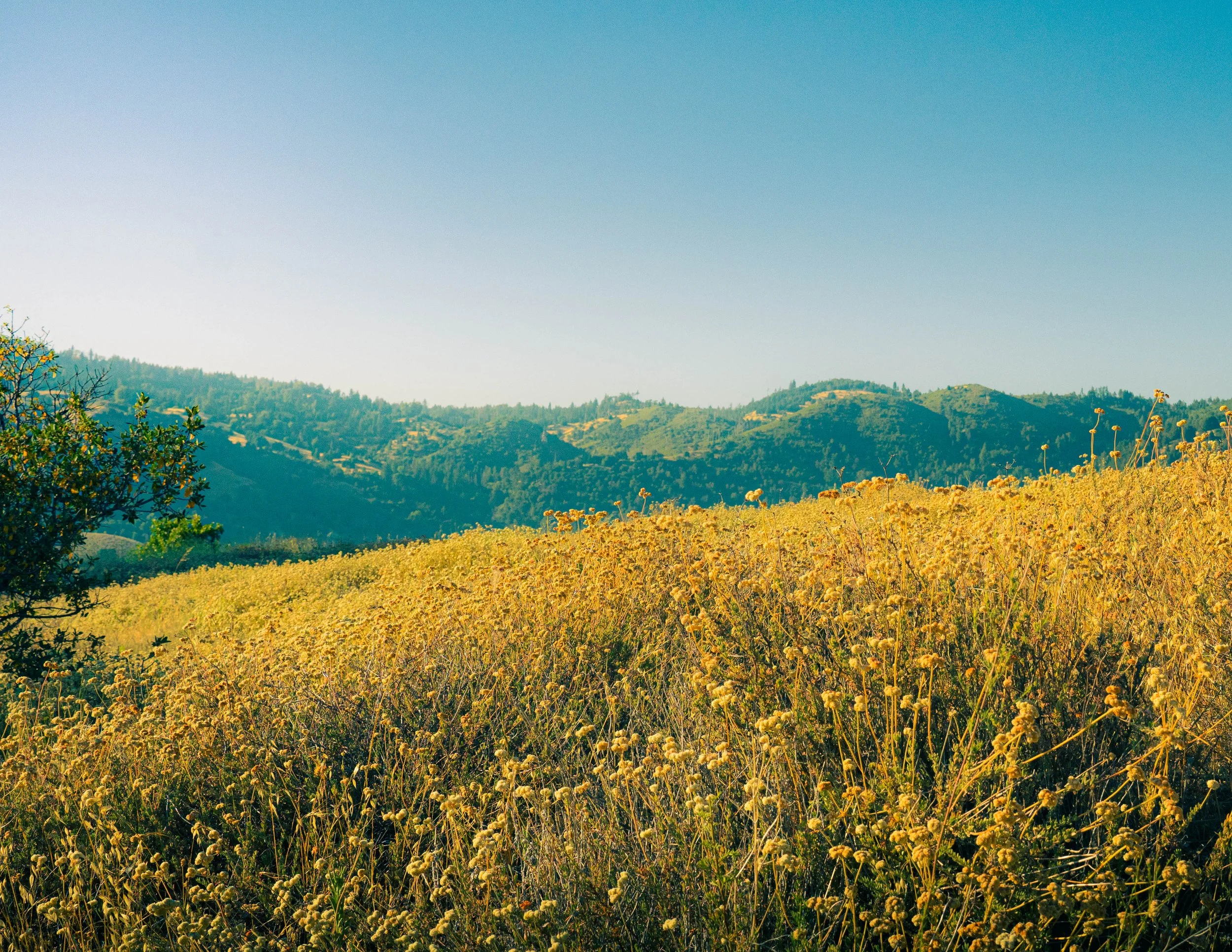 A scenic landscape of rolling green hills under a clear blue sky, with yellow wildflowers in the foreground.