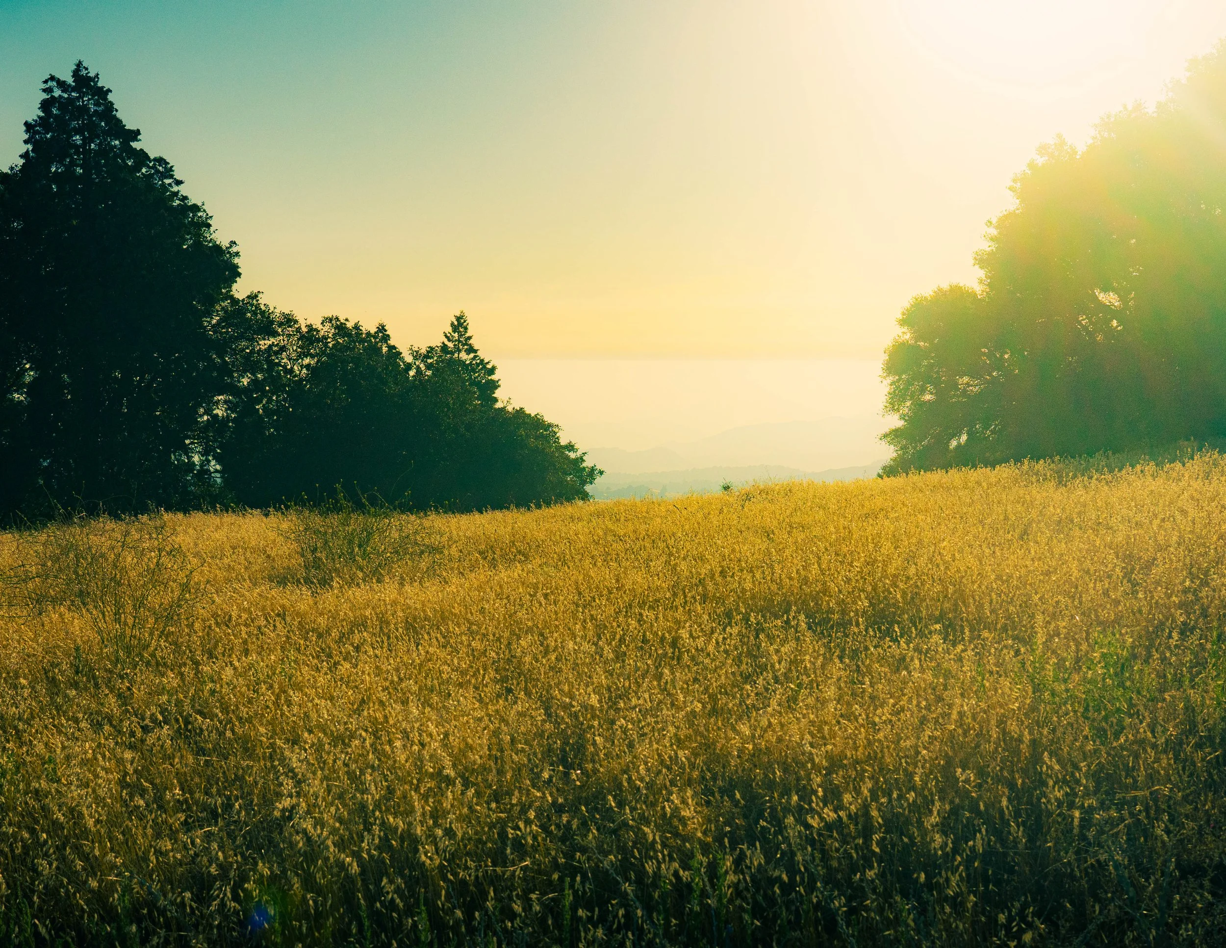 Sunlight shining over a grassy field with trees in the distance.