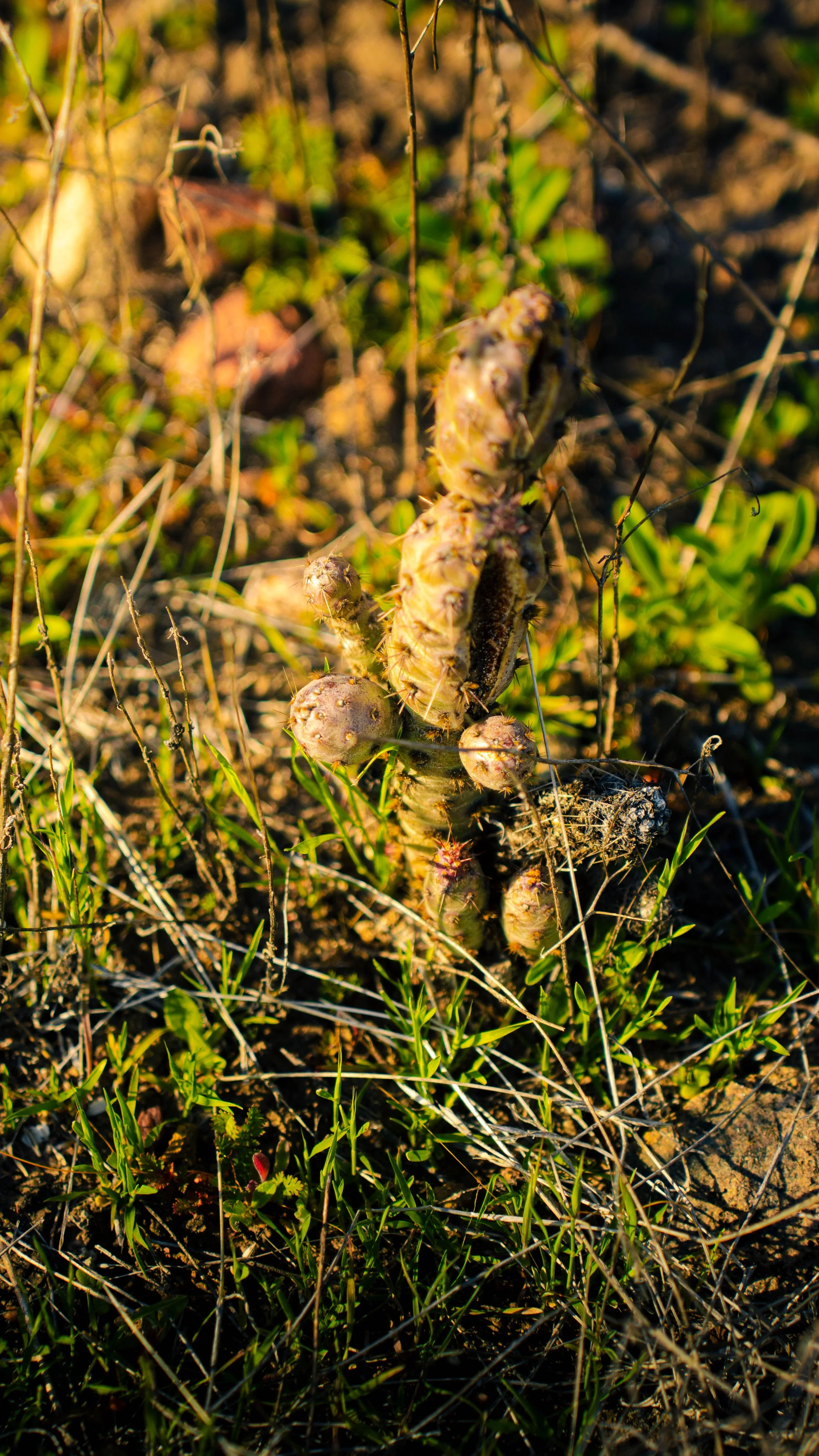 A cactus plant with green pads and small brown spines in a grassy area with soil and dry grass.