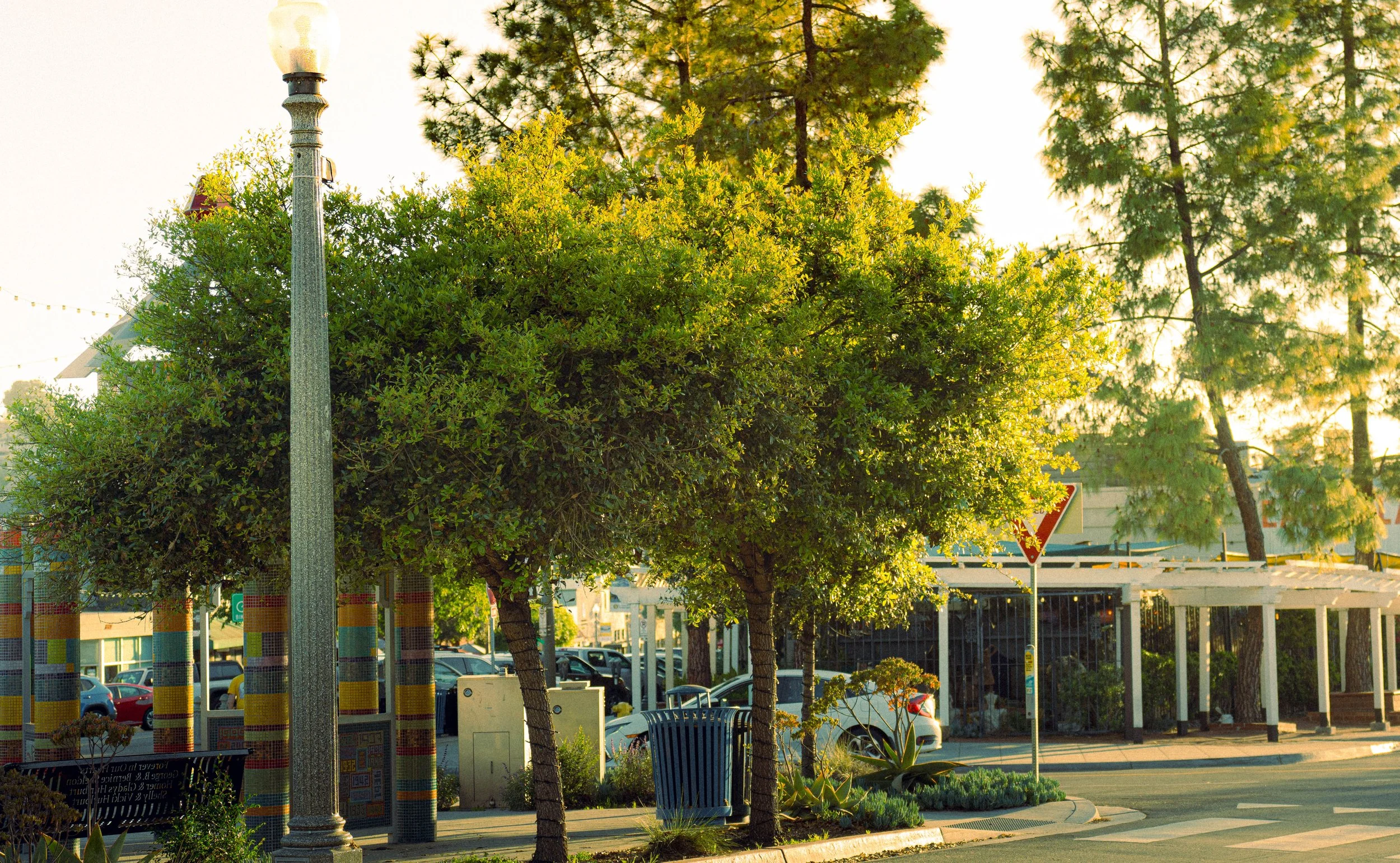 Street scene with trees and parked cars during late afternoon or early evening, sunlight filtering through tree leaves.
