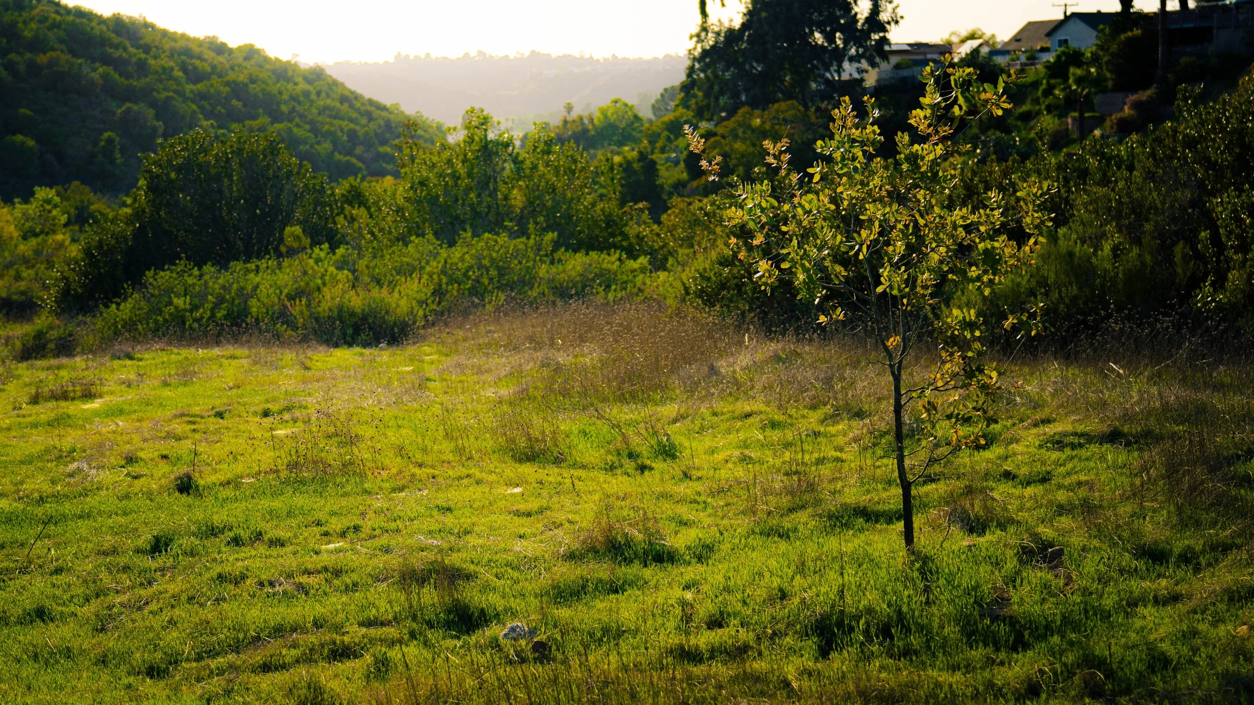 A scenic view of a lush green hillside with trees and bushes, with a small lone tree in the foreground and residential houses on the right, bathed in warm sunlight.