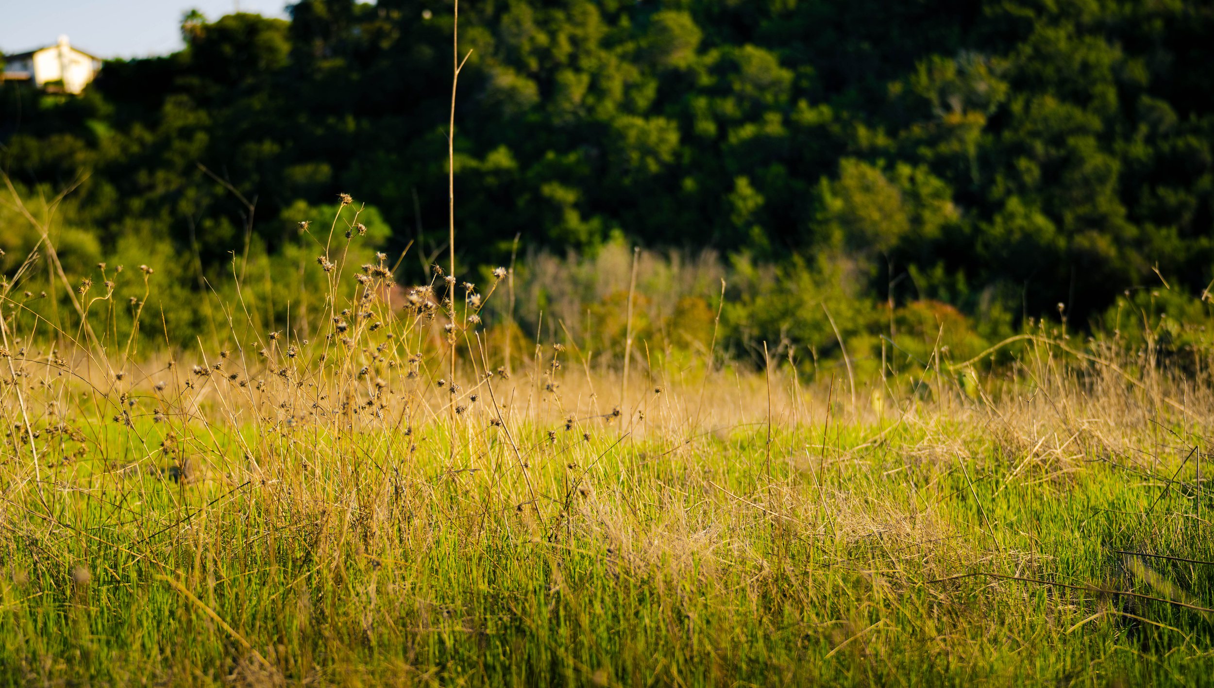 A grassy field with wild plants and tall dried stems in the foreground, with a dense green tree line and a house visible in the background under a clear blue sky.