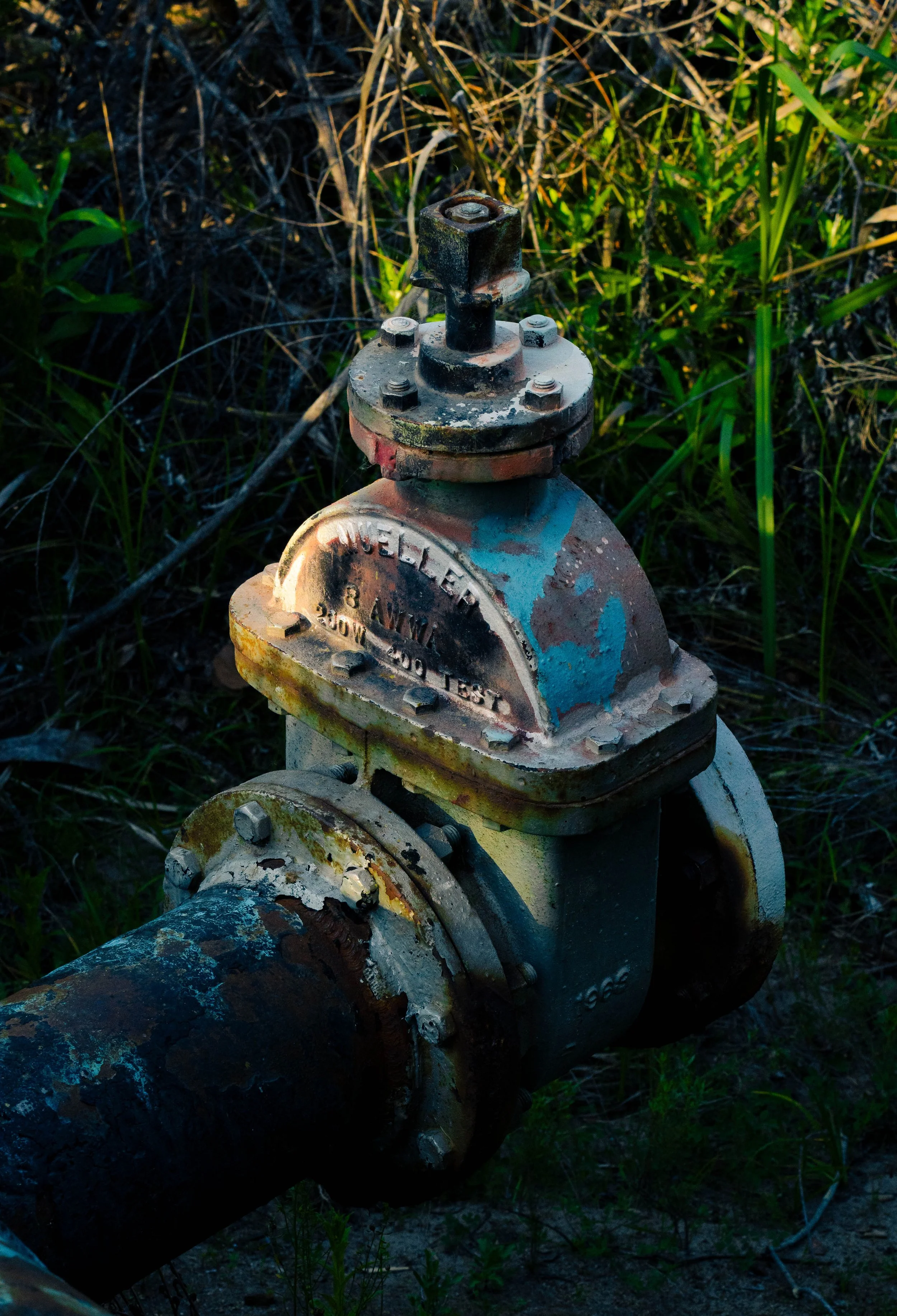 Close-up of an old, rusty industrial pipe with flanges surrounded by tall grass and vegetation.