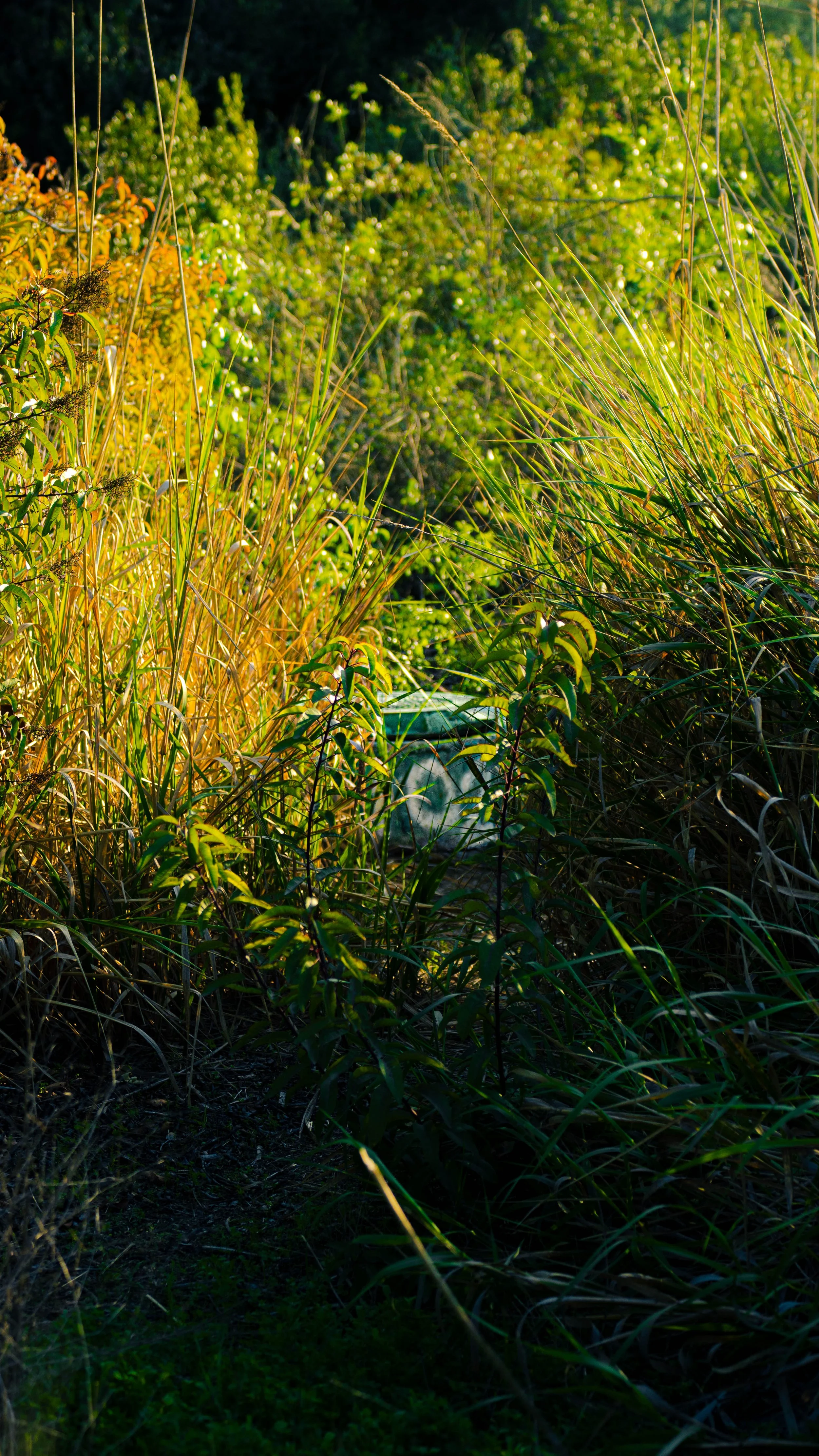 Tall grass and green bushes in a dense, sunlit outdoor area.
