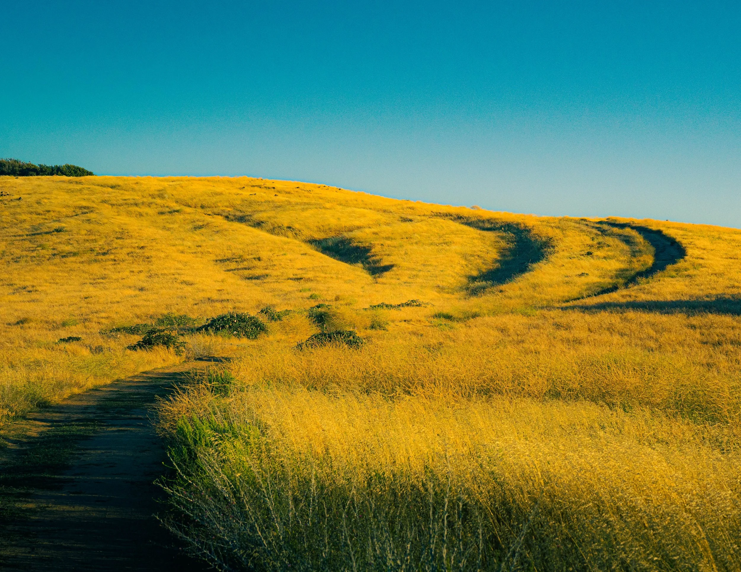 A landscape of rolling hills covered in yellow grass under a clear blue sky.