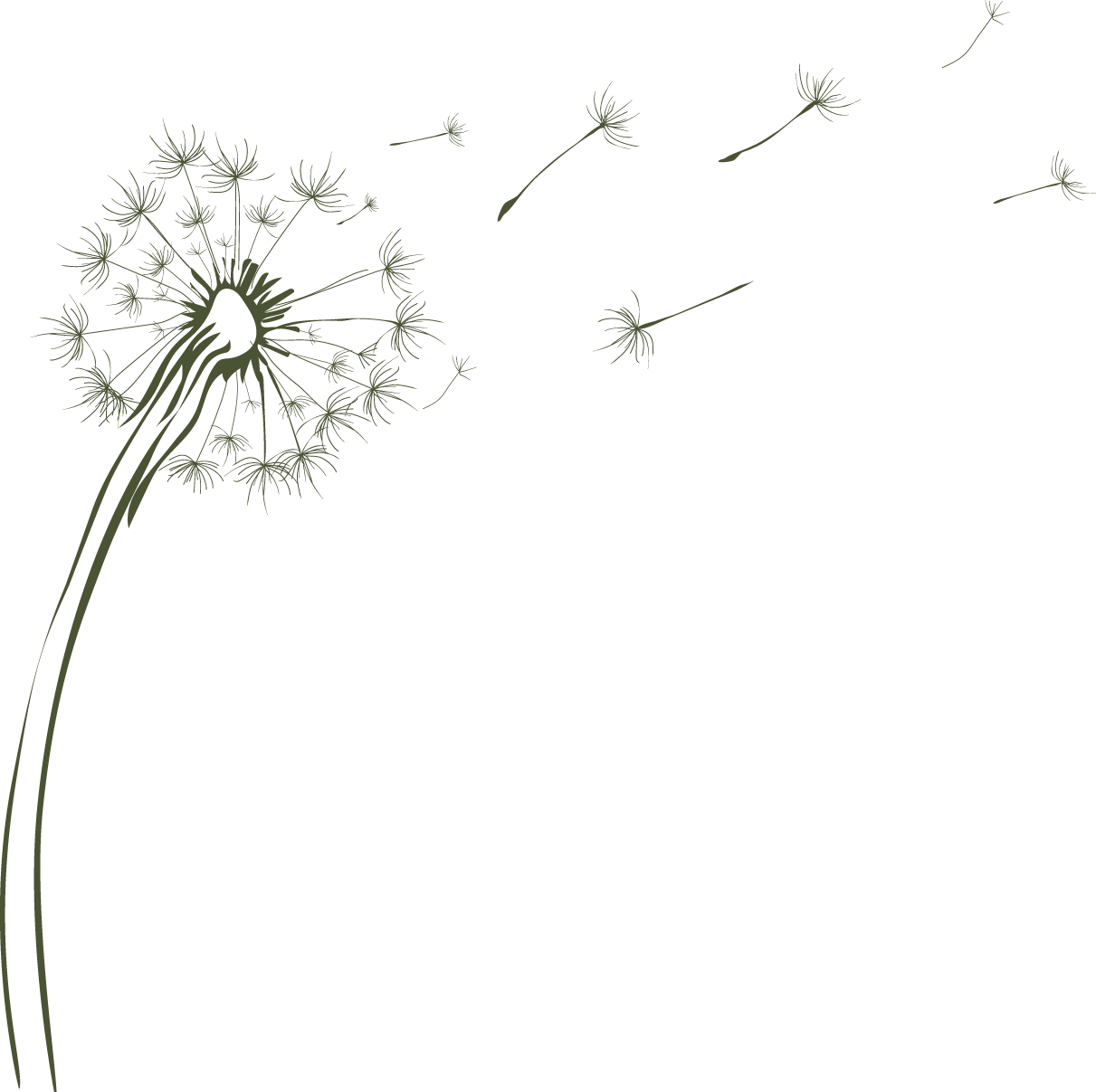 dandelion flower