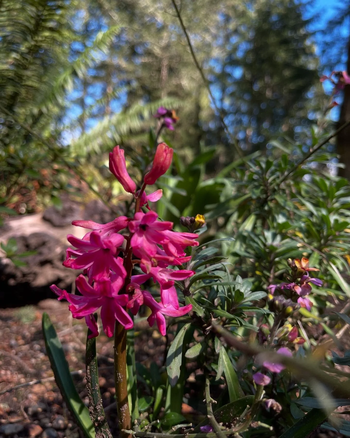 That springtime sunshine feels so good! #gigharbor #gigharborliving #gardening #woodworking #nwgarden #gigharborgarden #woodshop