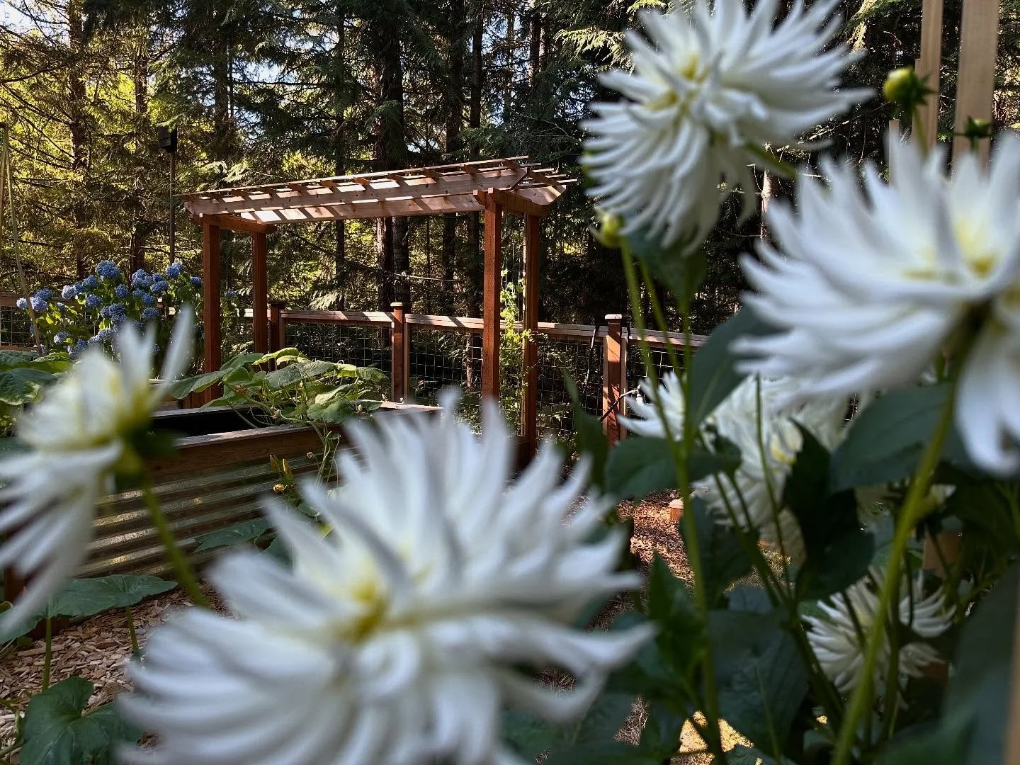 Blink and July becomes August. #gardening #pnwlife #gigharbor #woodworking #trellis #nwgarden