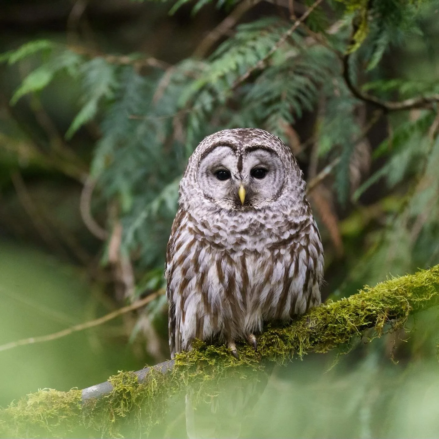 Happy Owl Awareness Day! Our shop is nestled between cedar and fir trees home to barred owls, great horned owls, ravens, black bears, coyotes and a chorus of Pacific tree frogs. We&rsquo;re lucky to share the habitat with these Northwest critters and