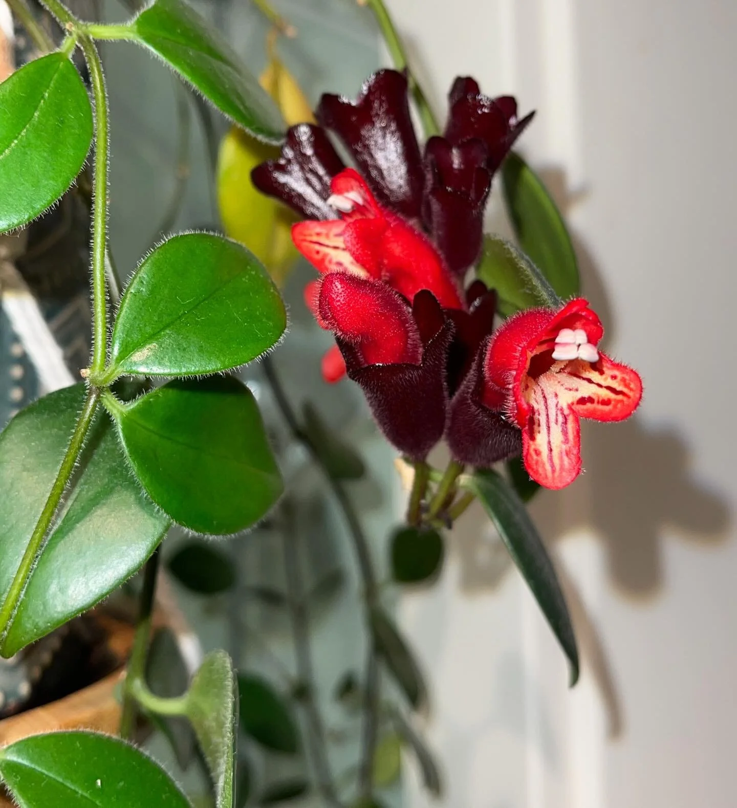 Happiest holidays to you! &ndash;this Aeschynanthus who looks dressed for a Secret Santa party. 🎅🏽🌿