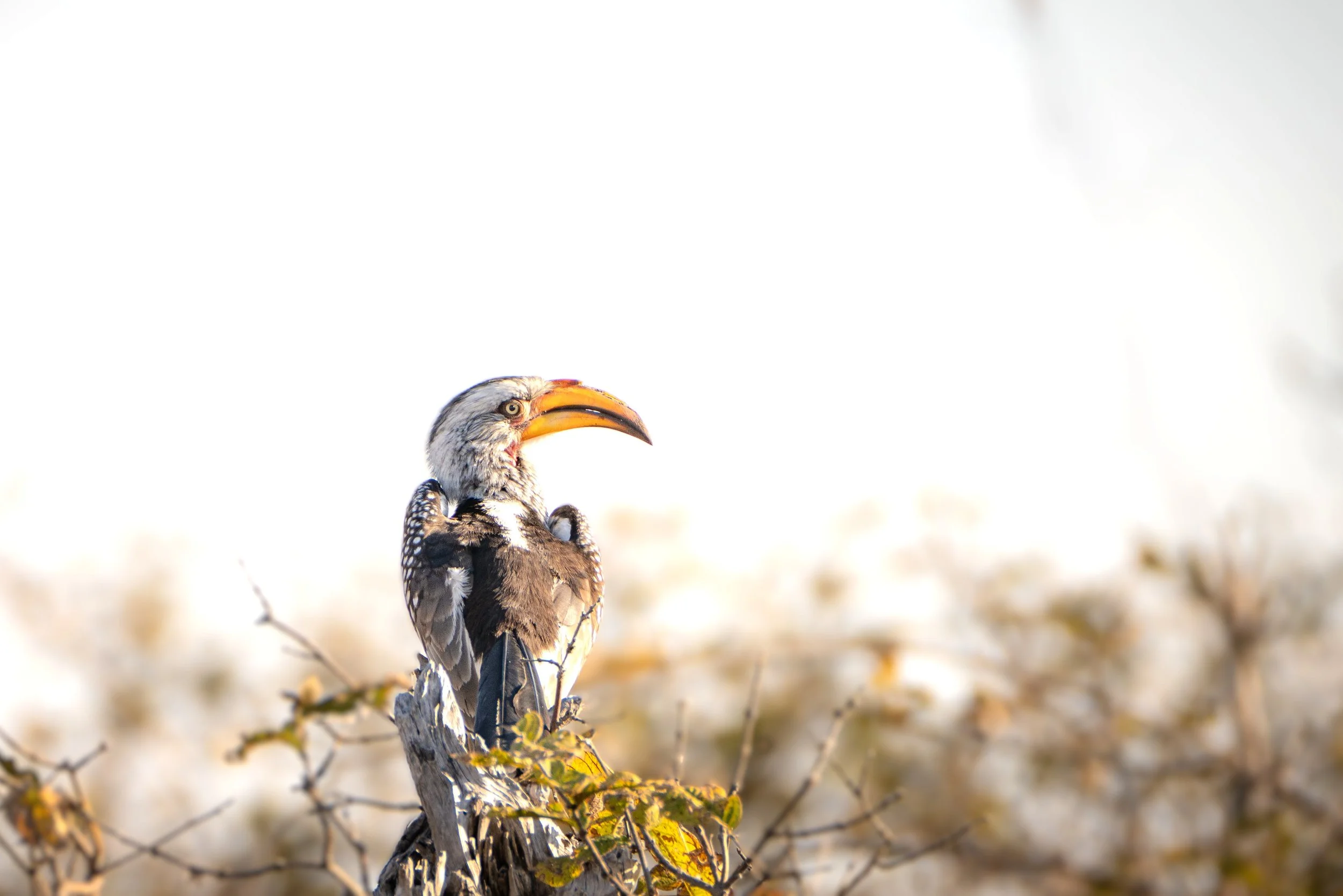 GR Hornbill.JPG