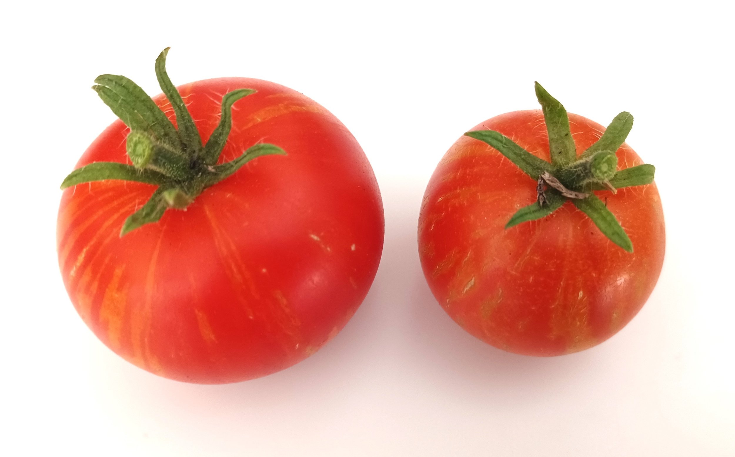 WP_Striped toms.jpg