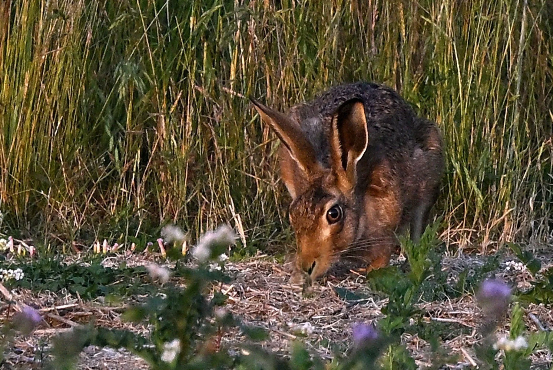 JP.2 Crouching Hare.JPG