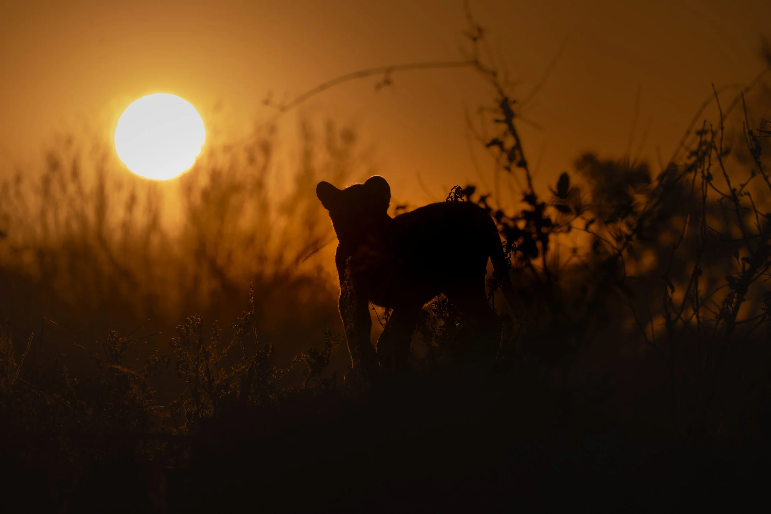 Botswana 4 star-79.JPG