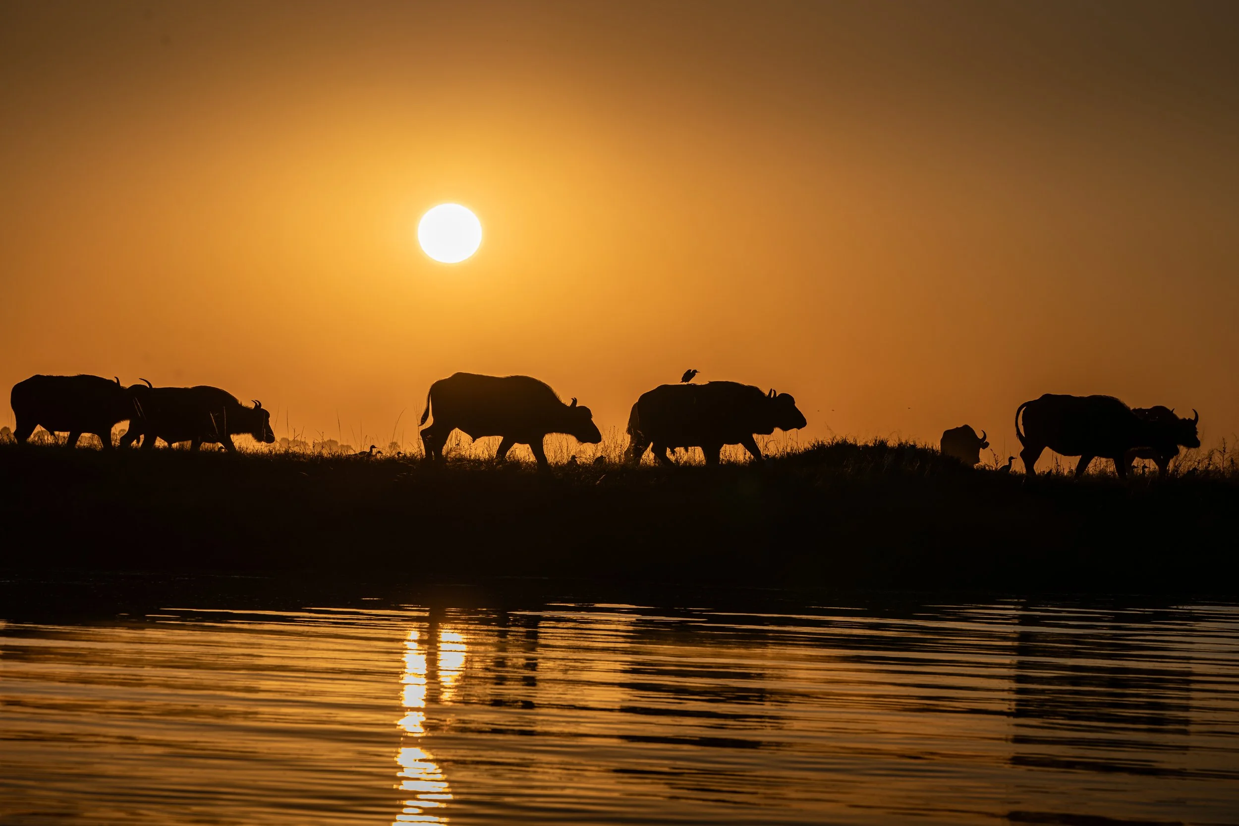 Botswana 4 star-17.JPG