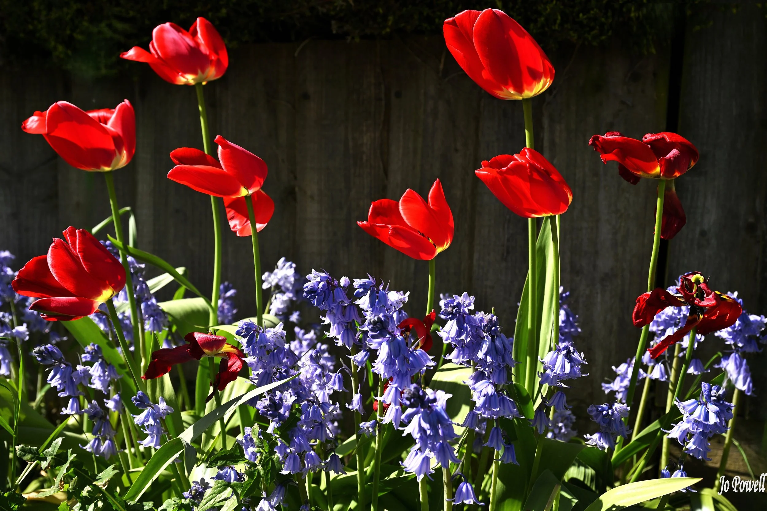Bluebells & Poppies.JPG