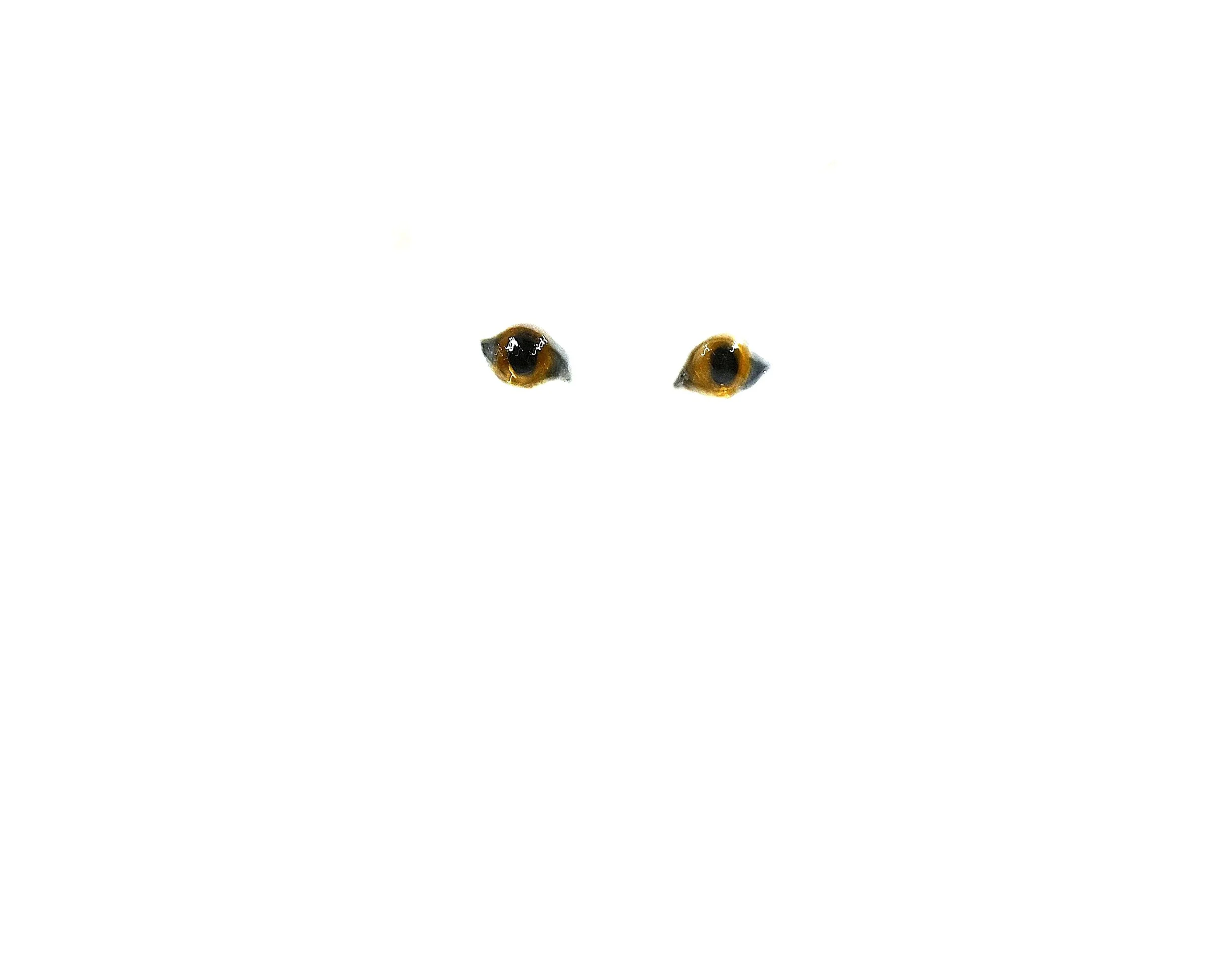 Jo 2. Eyes only.JPG