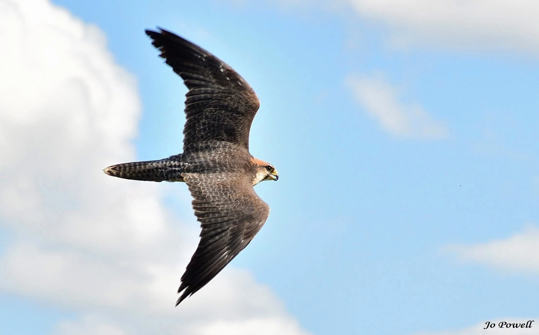 1. Peregrine Falcon. .JPG