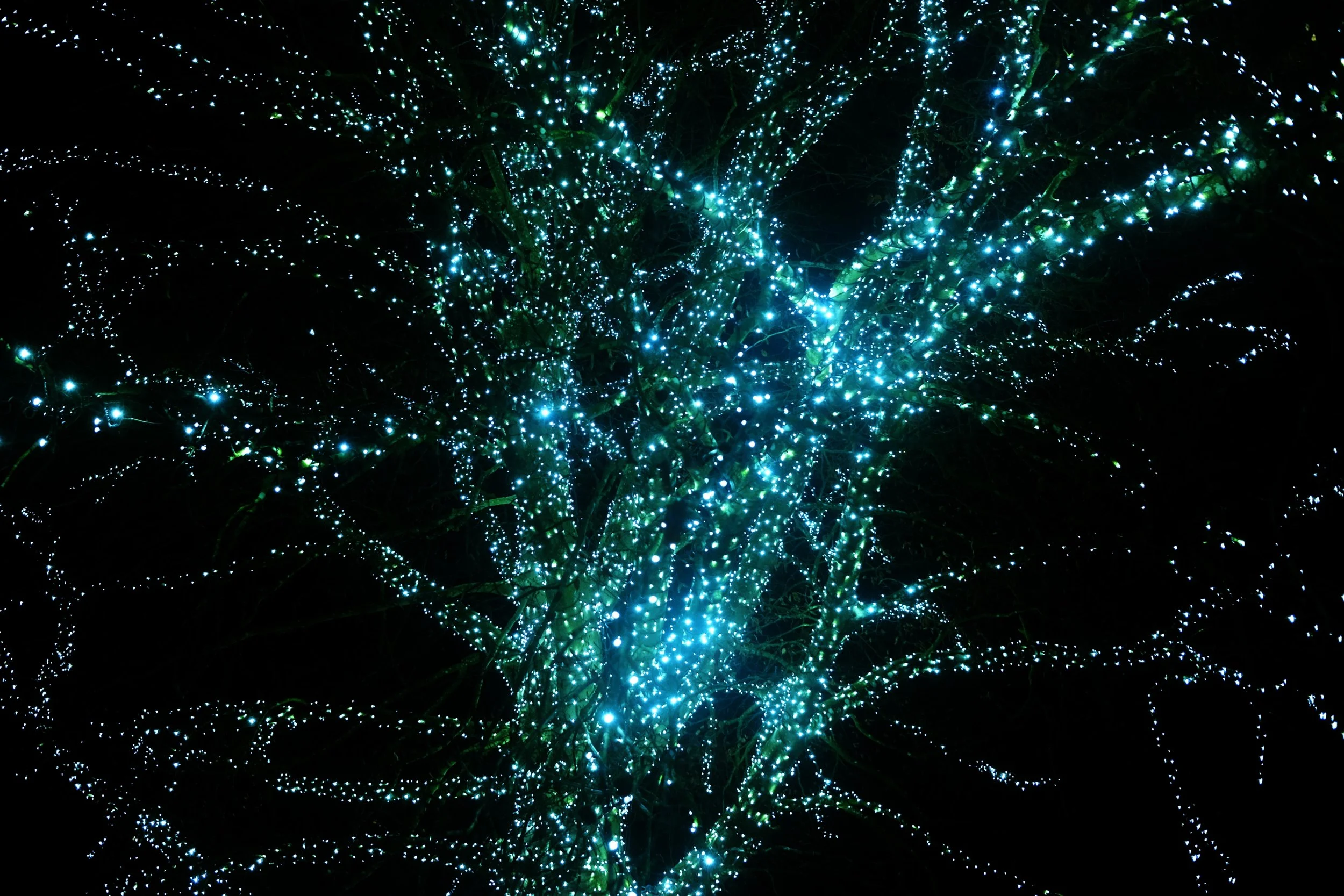 BC 3 Tree Lights.JPG