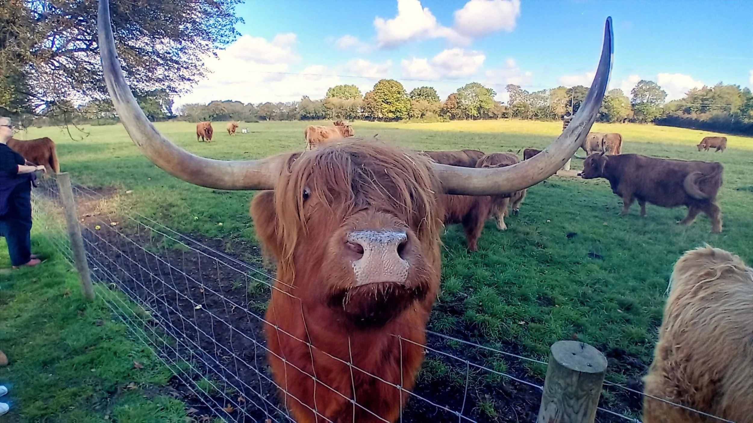 BC_highland_cow.JPG