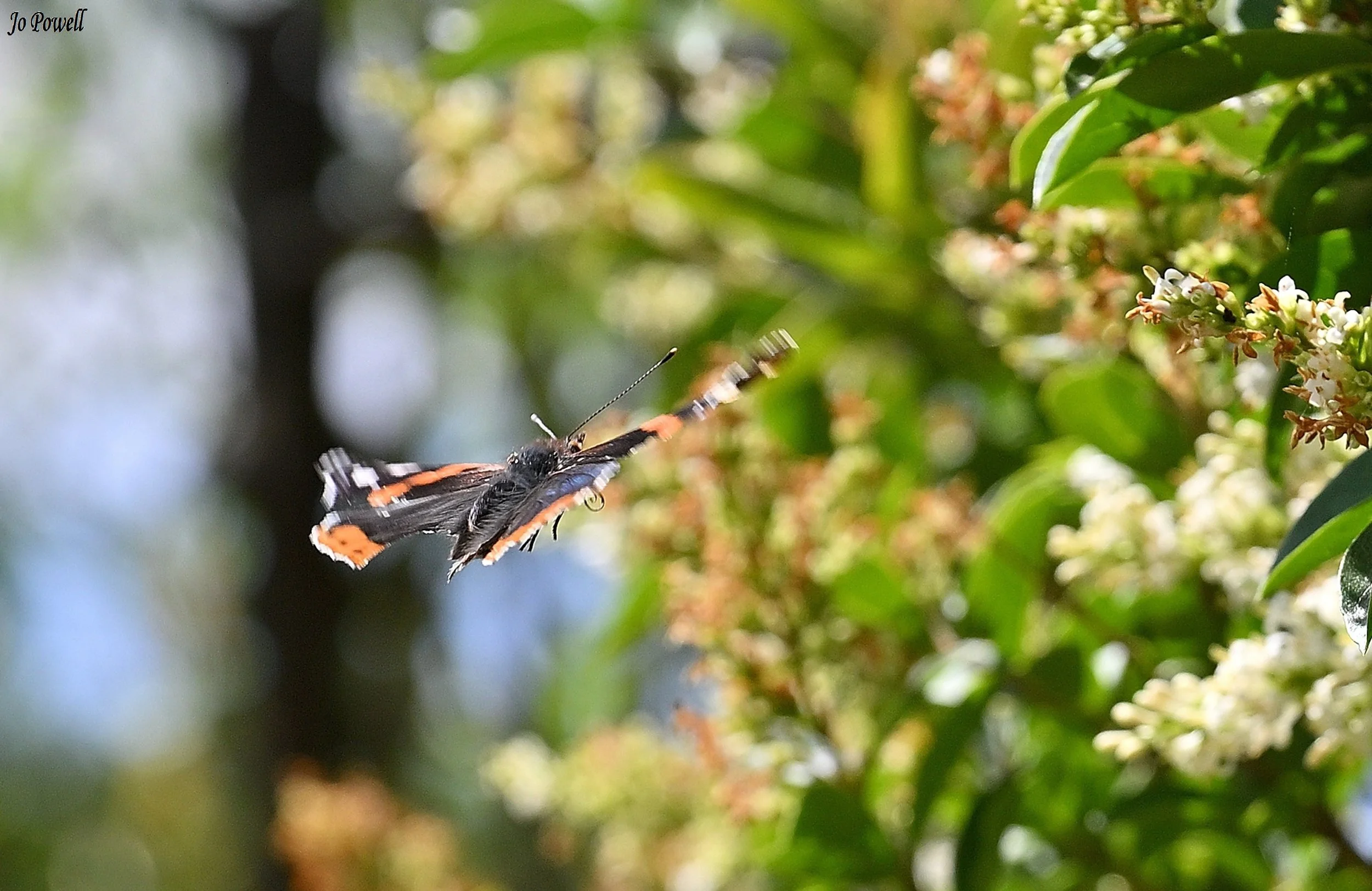 2. Red admiral away.JPG