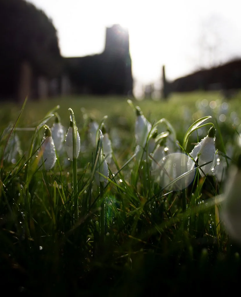 LR churchyard snowdrops.jpg
