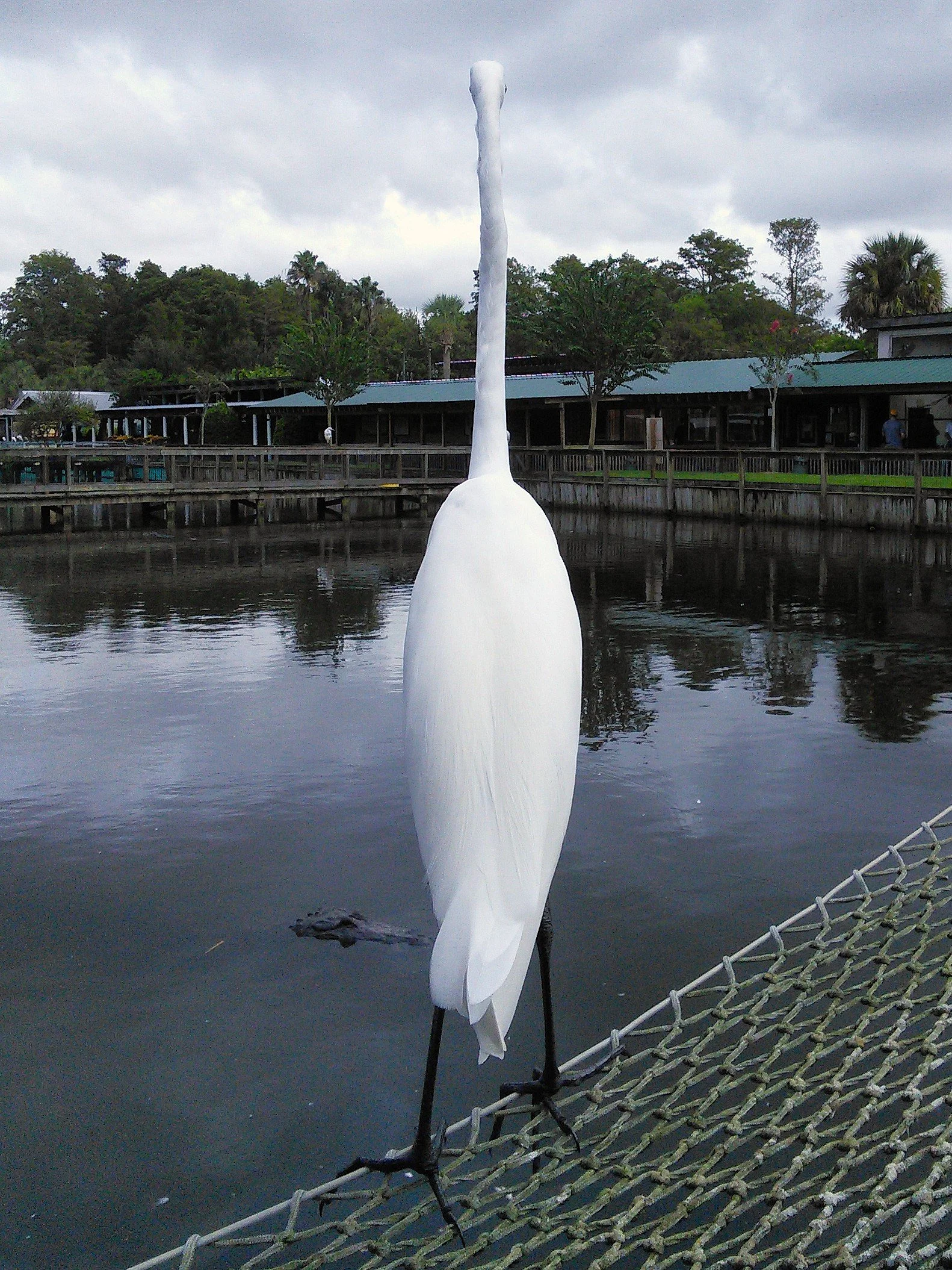 BC_egret_florida.jpg