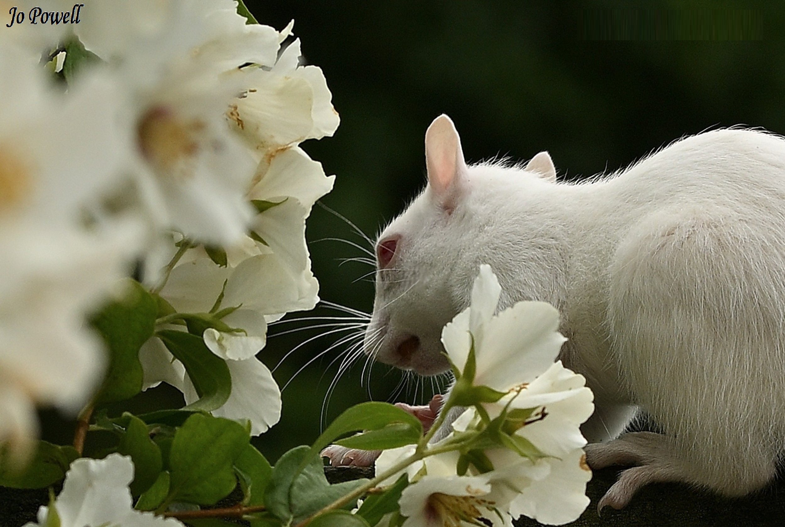 Albino squirrel profile.JPG
