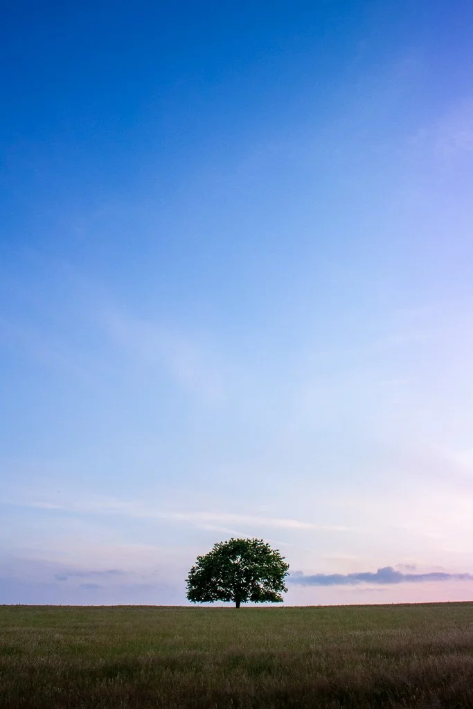 tree 2.jpg