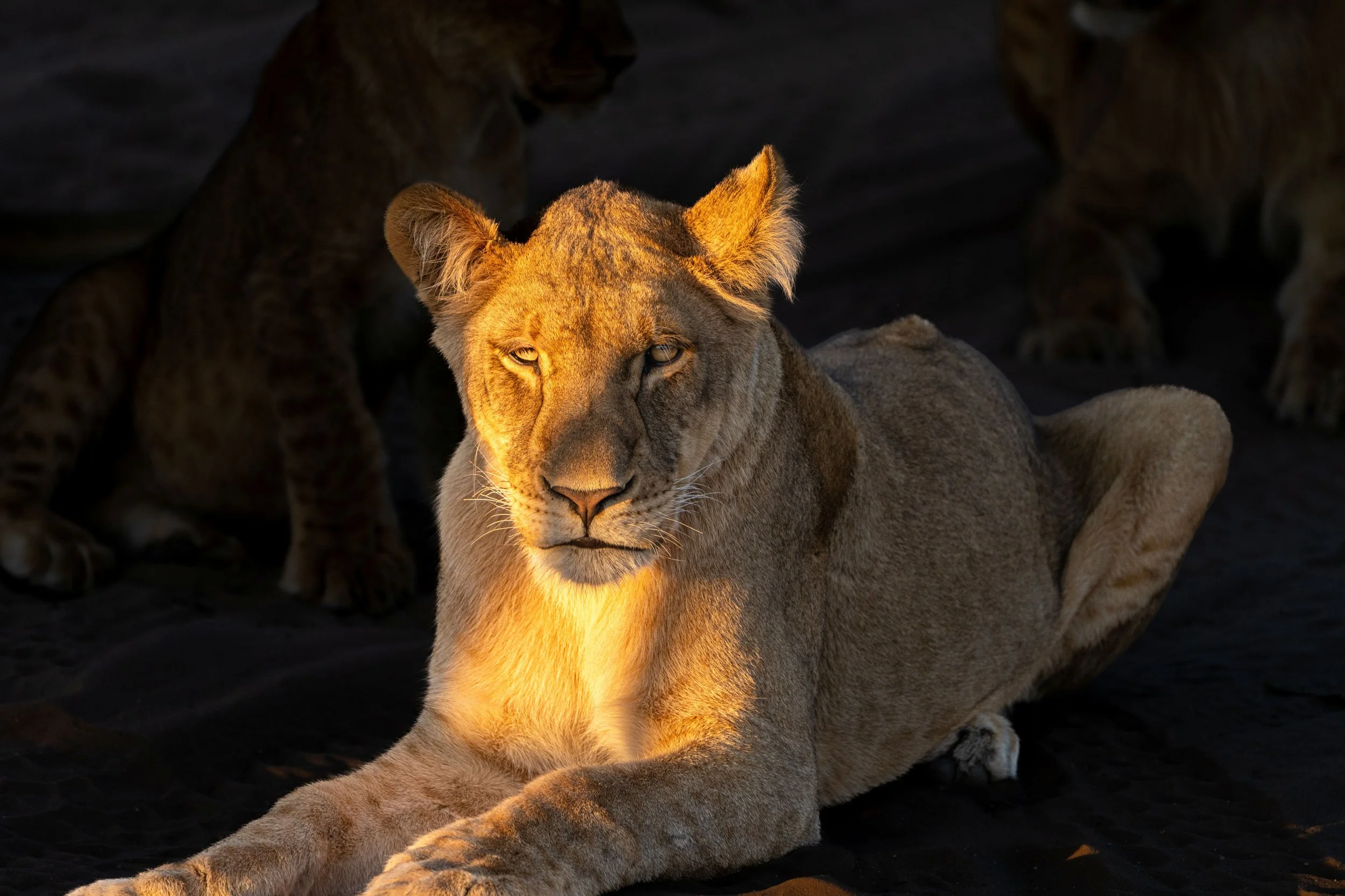 lion in the sunset-2.JPG